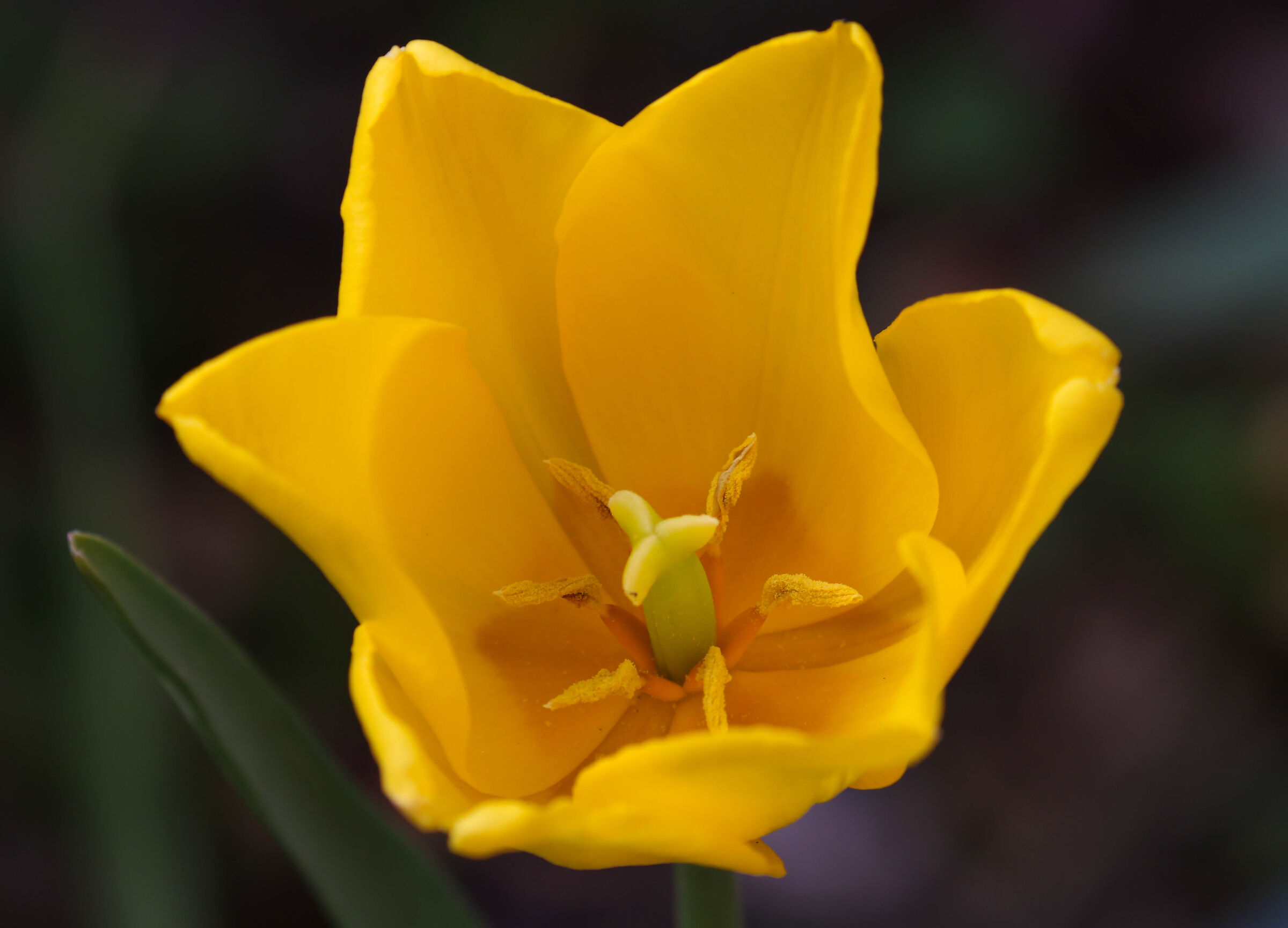 Giallina cerca il moroso