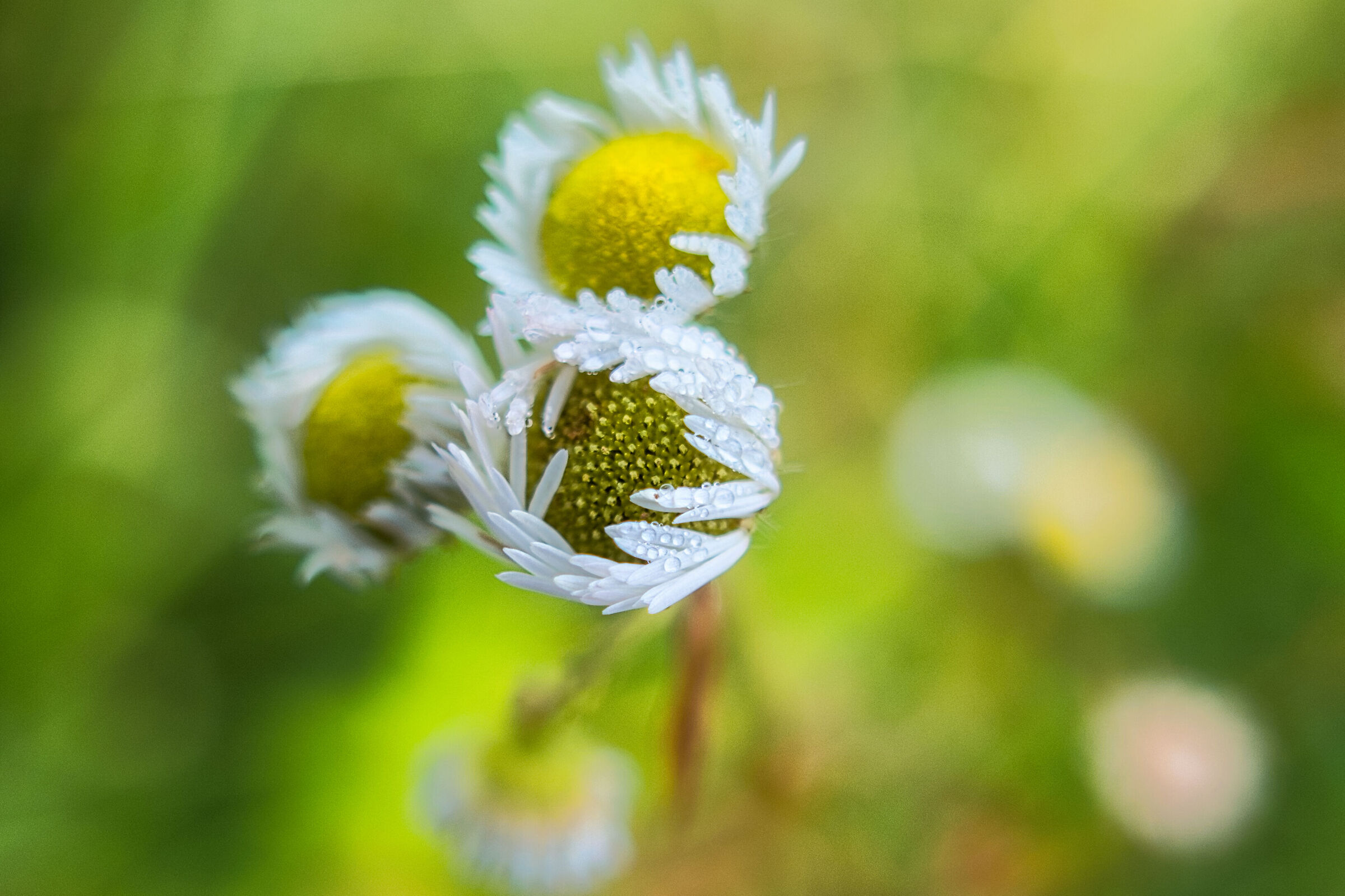 At the edge of the forest