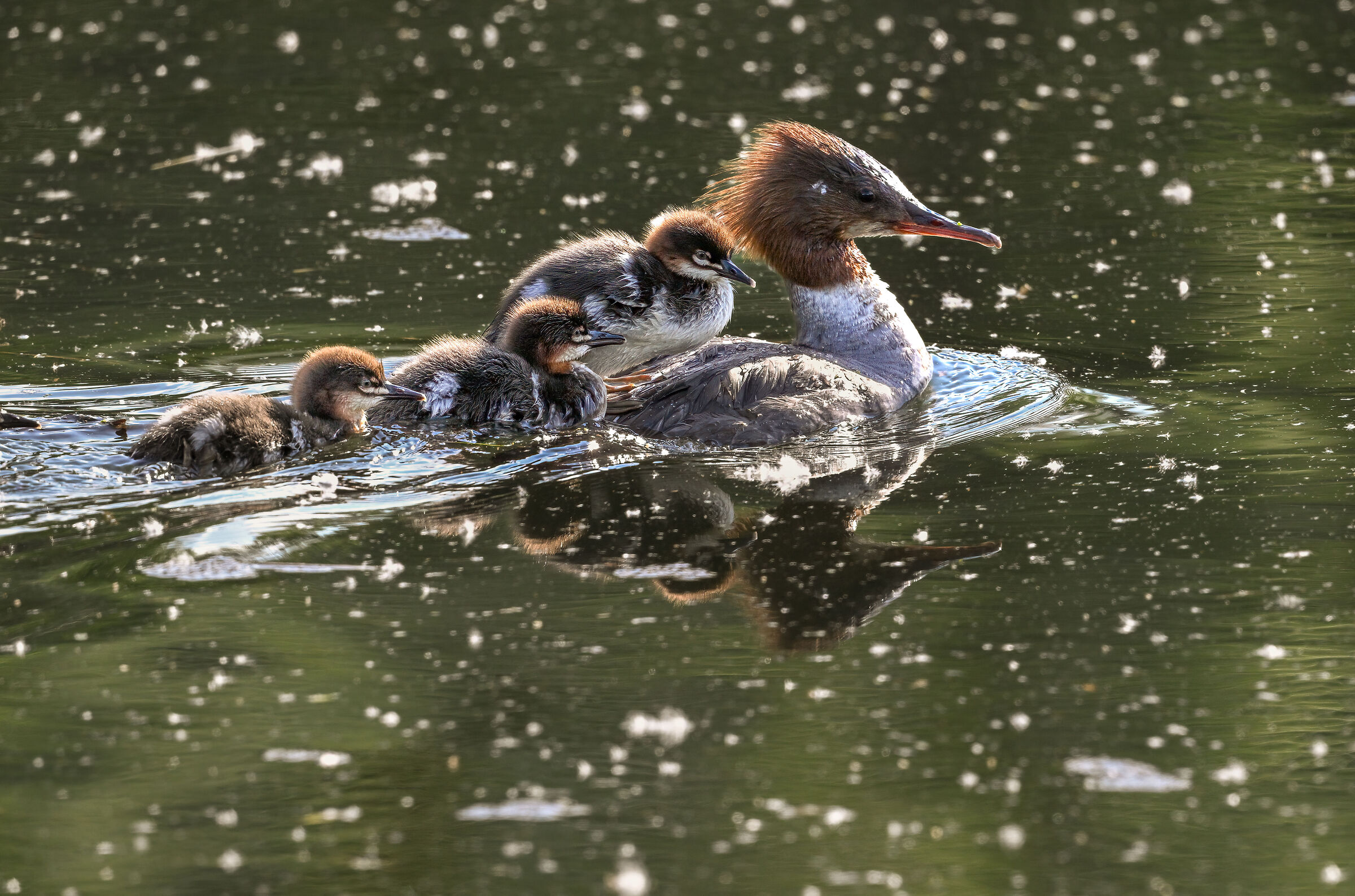 Smergo con i piccoli