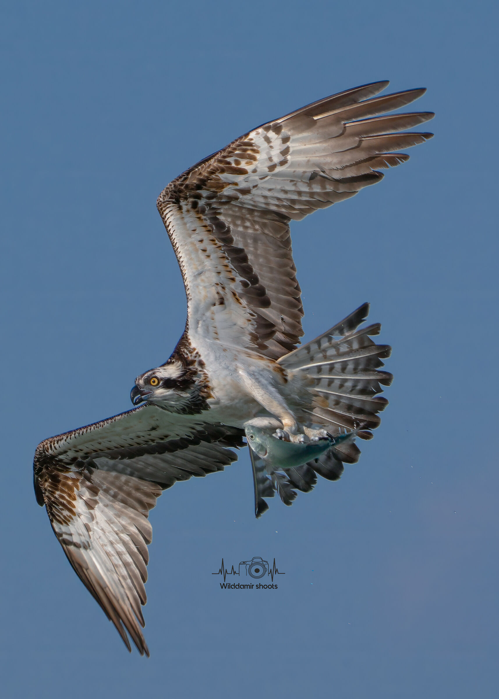 Osprey