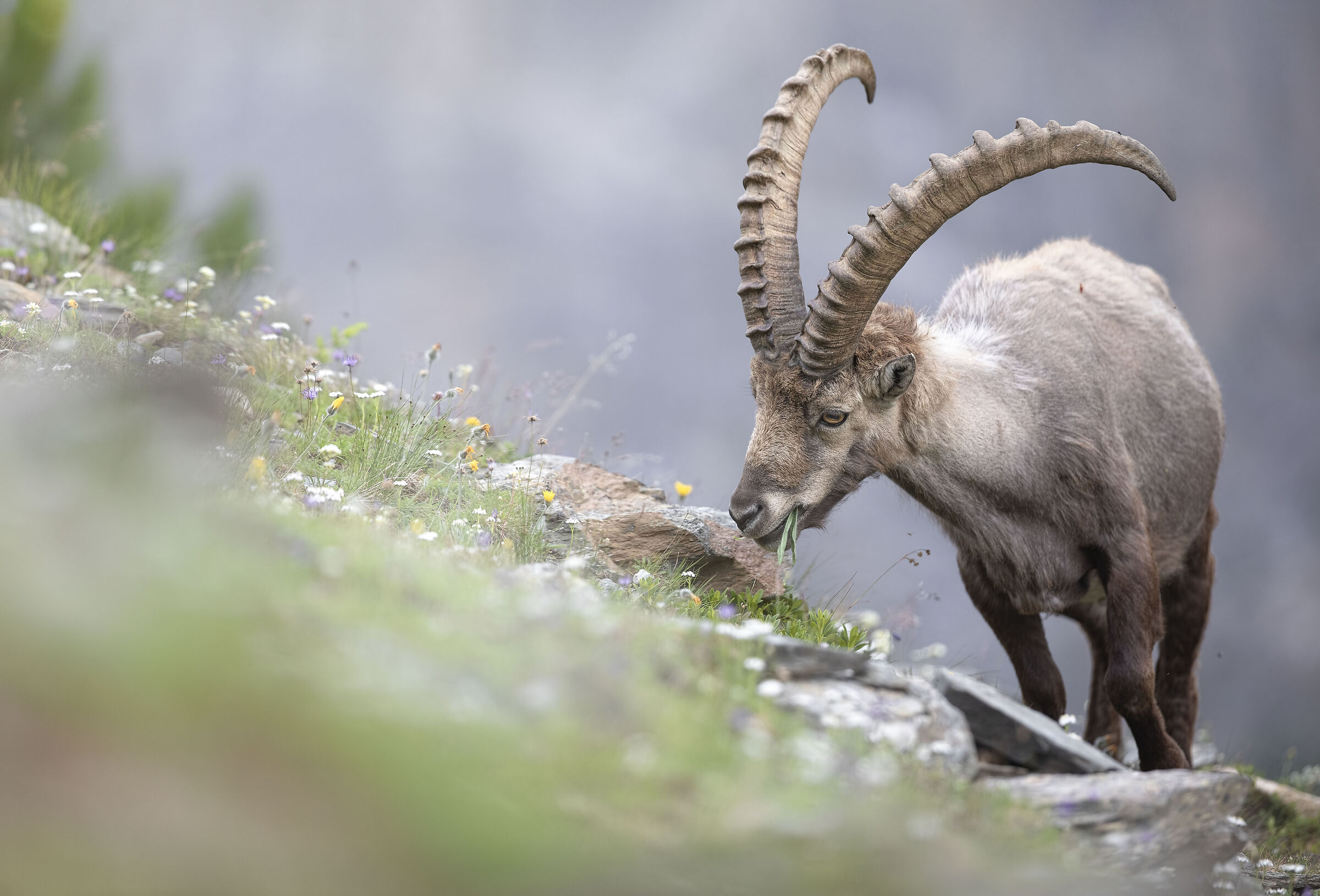 Summer ibex