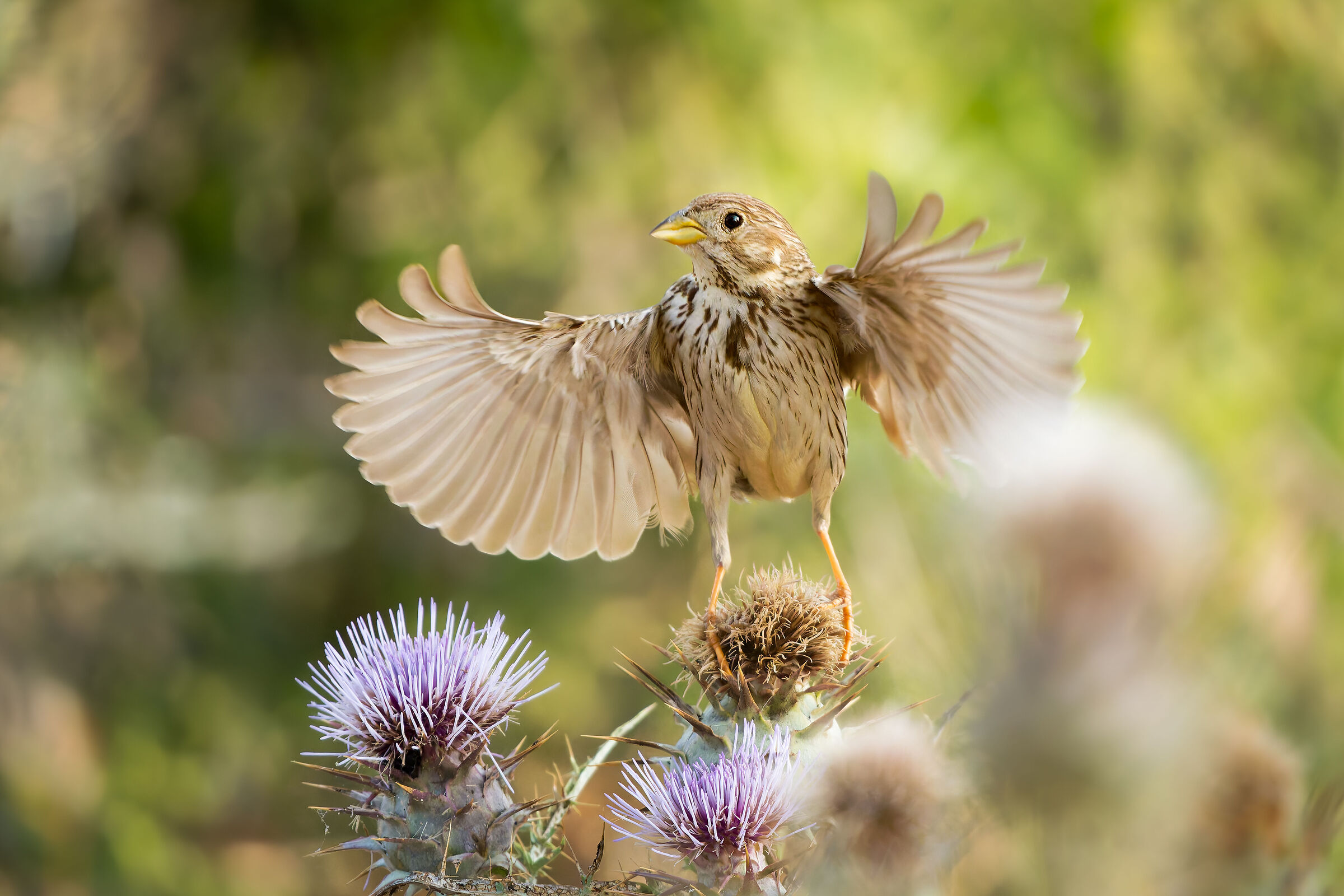 Corn bunting