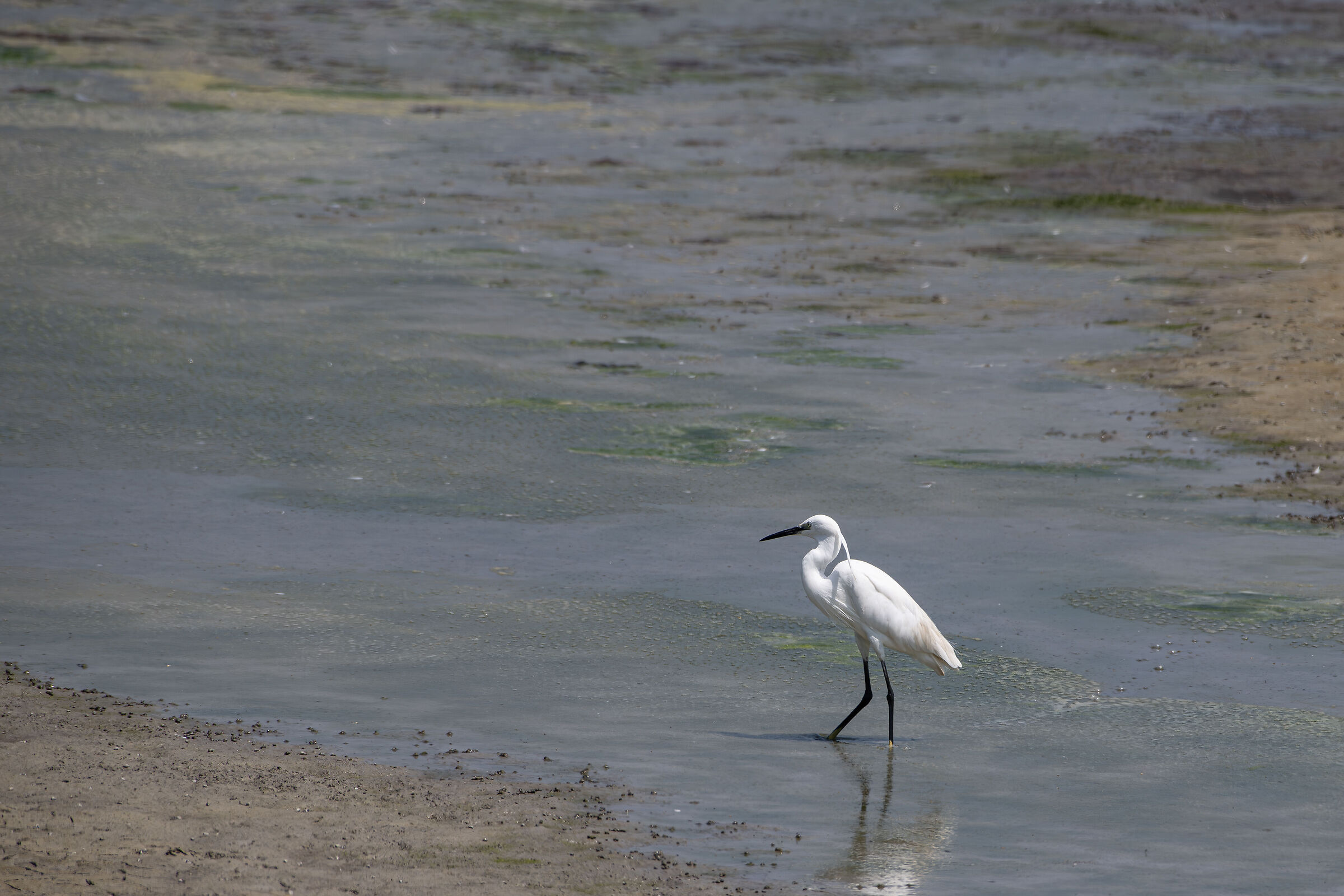 White Heron