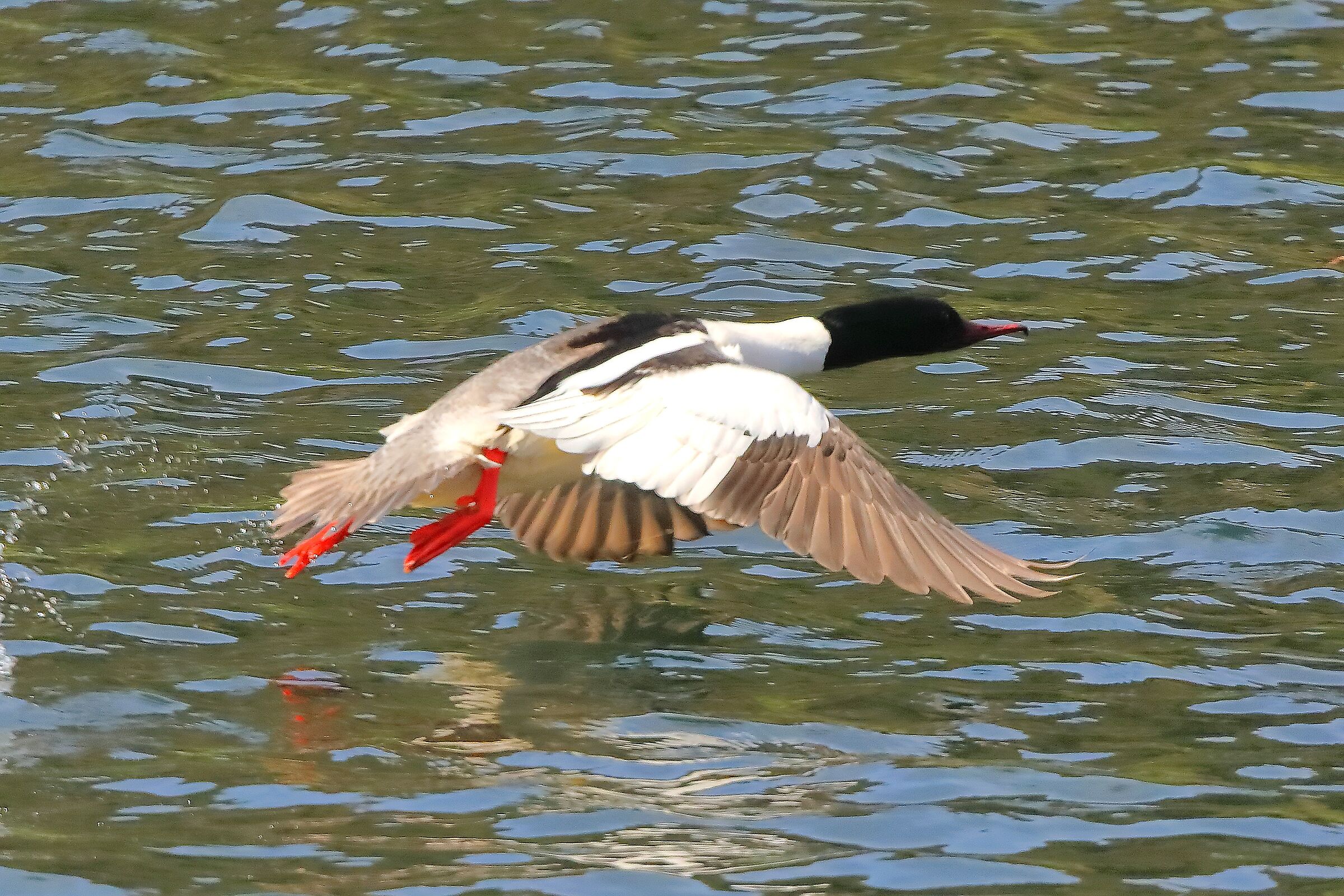 Smergo M 27 marzo 2025 - 0057