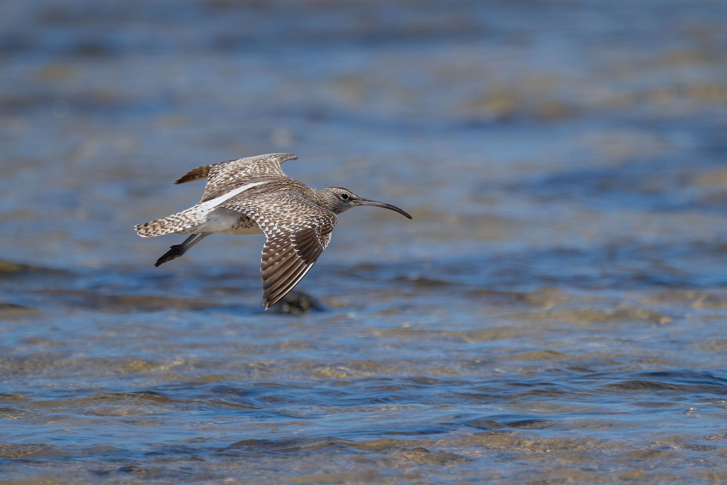 Small Curlew in flight