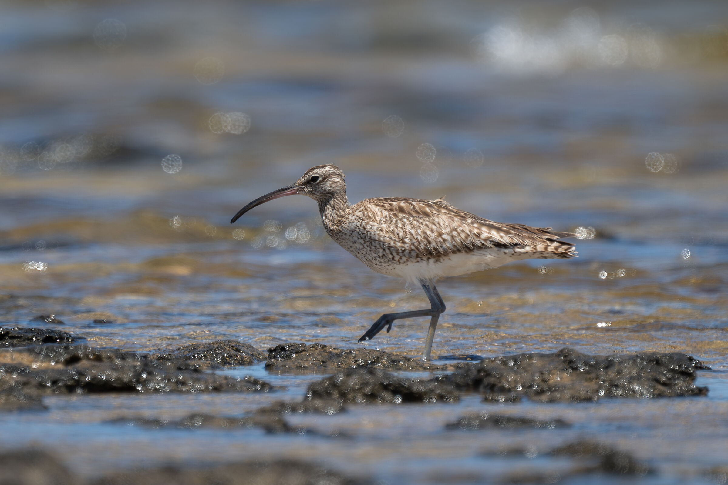 Small curlew laid