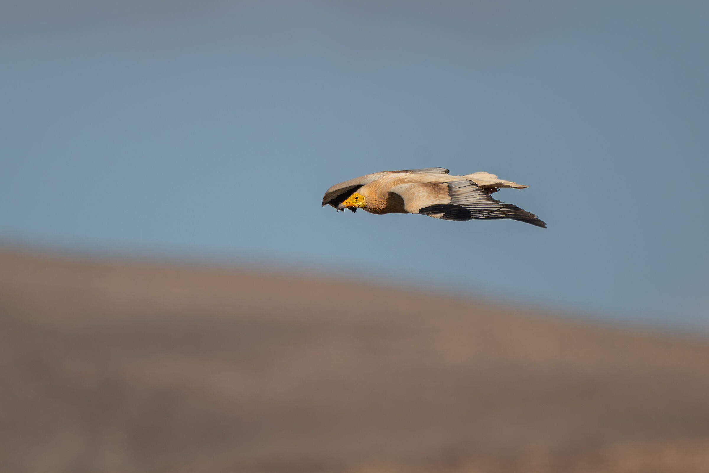 Egyptian vulture and dunes