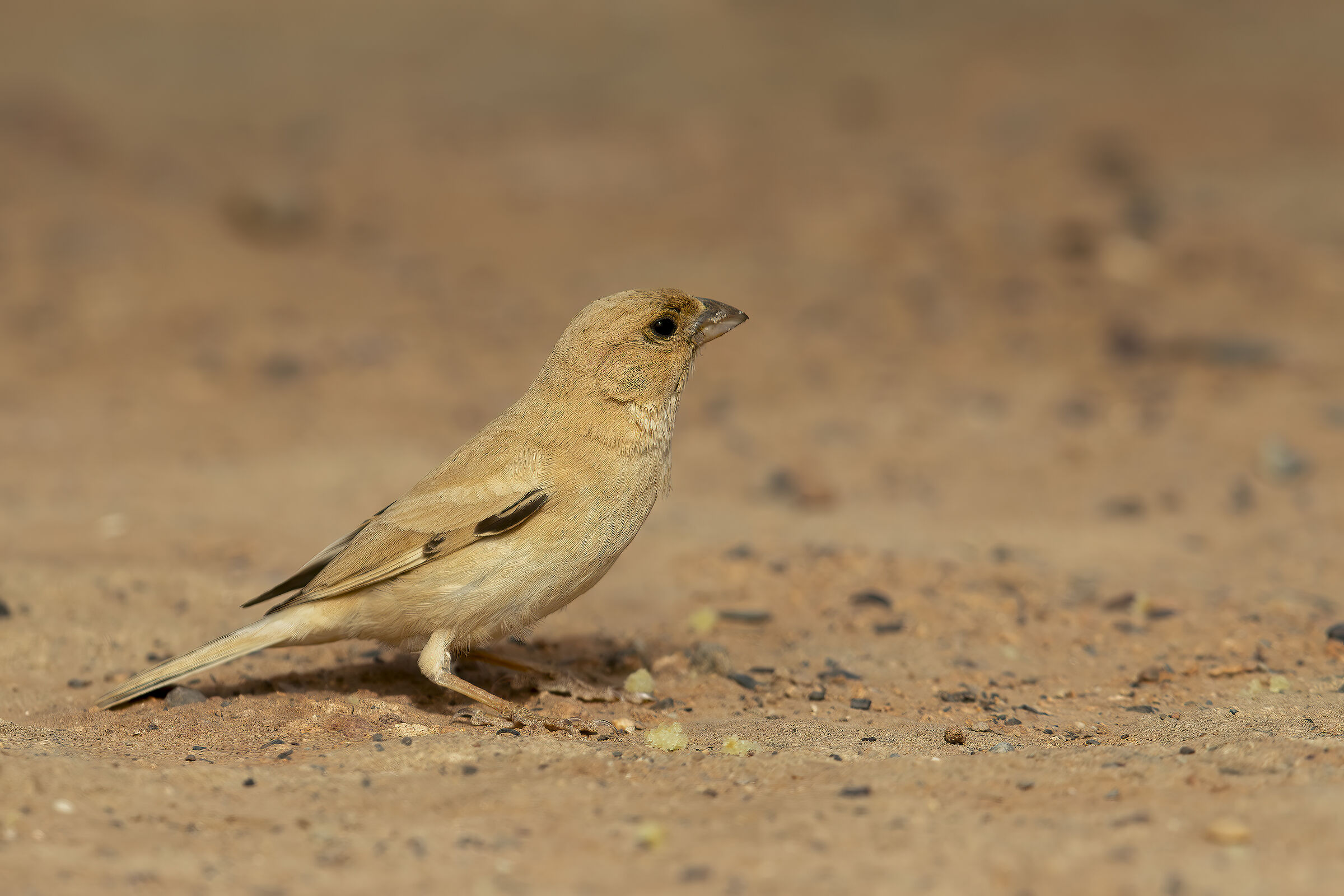 Desert Sparrow