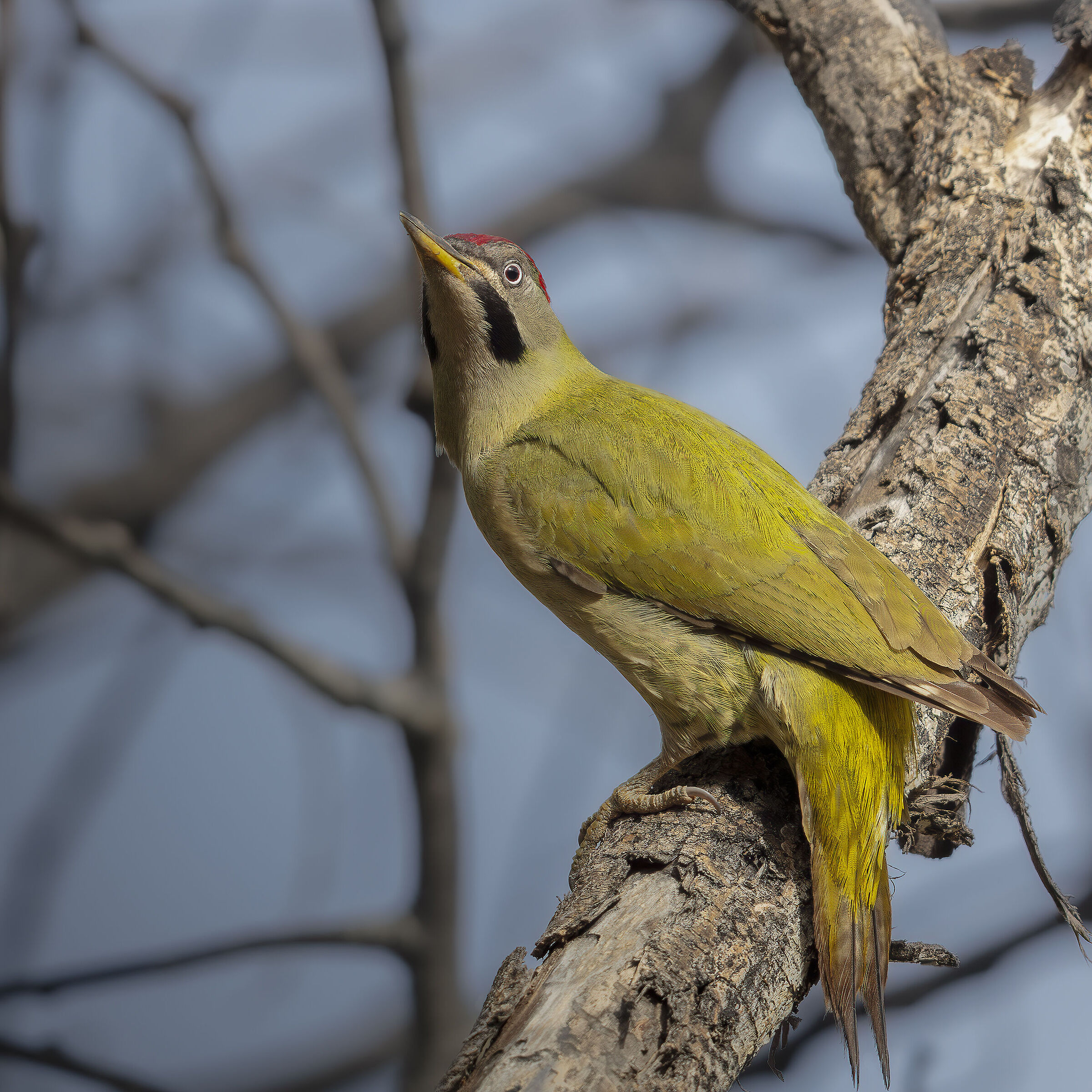 Levillant Woodpecker