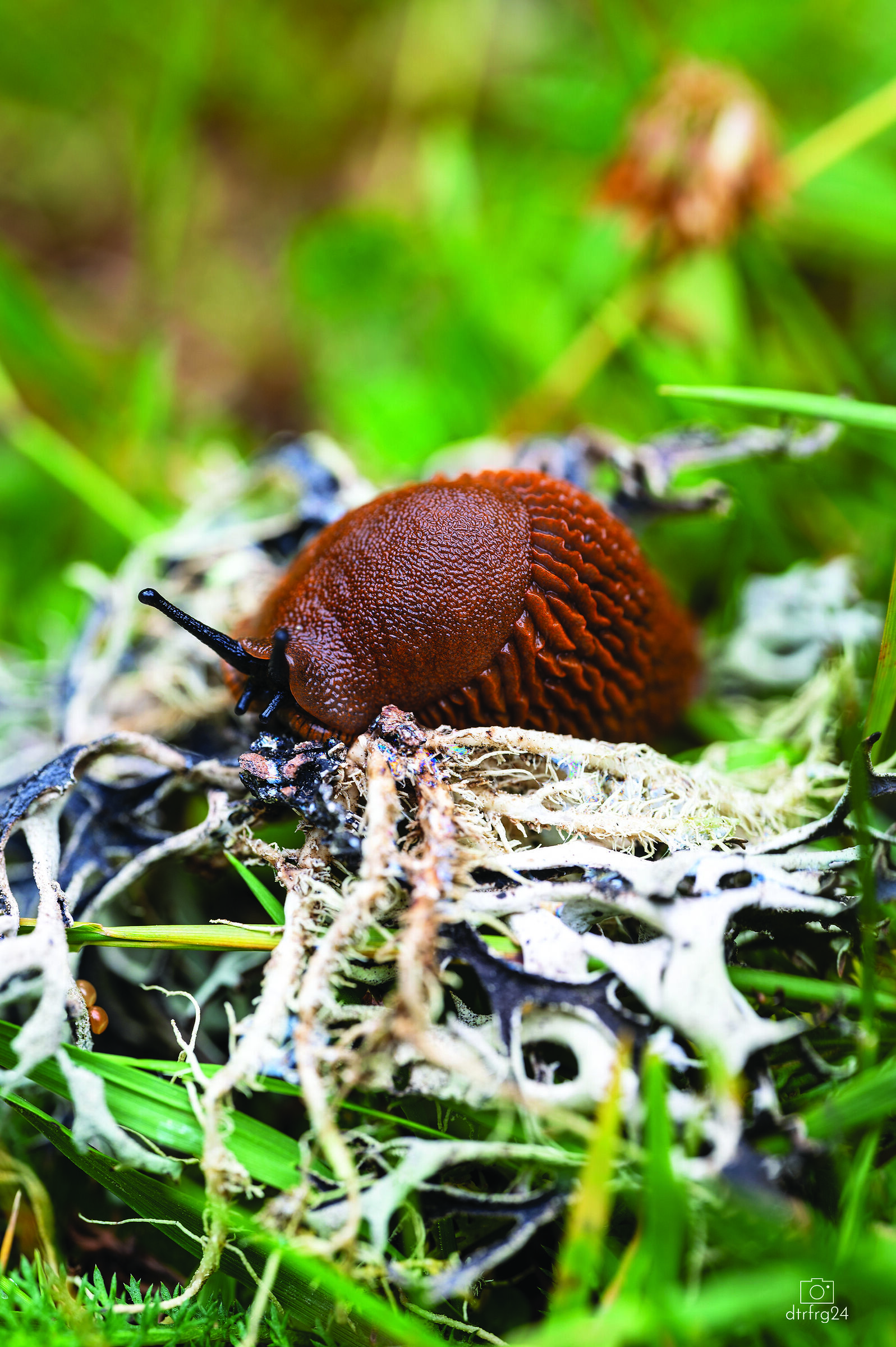 Life in the undergrowth