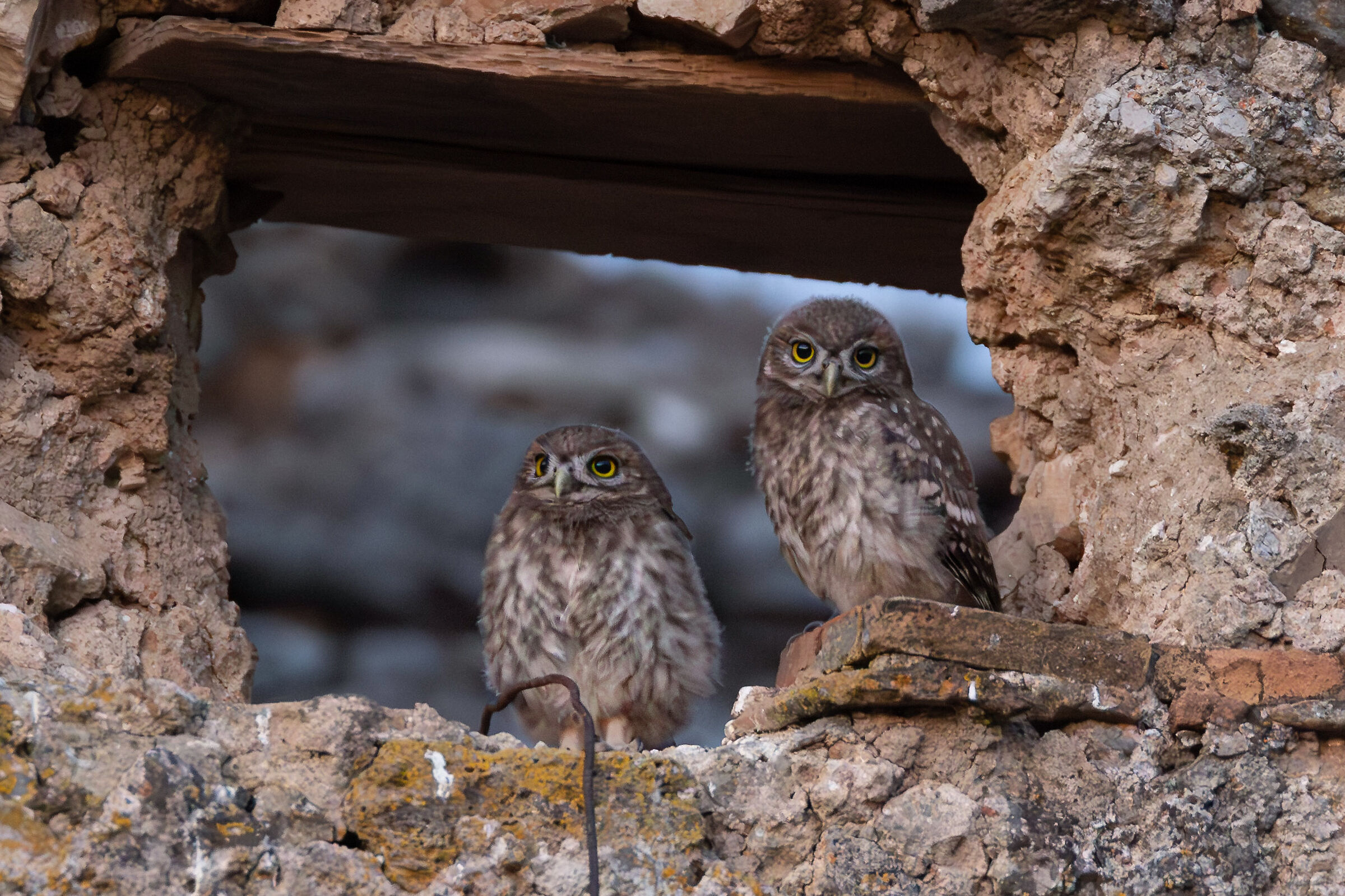 Curious eyes
