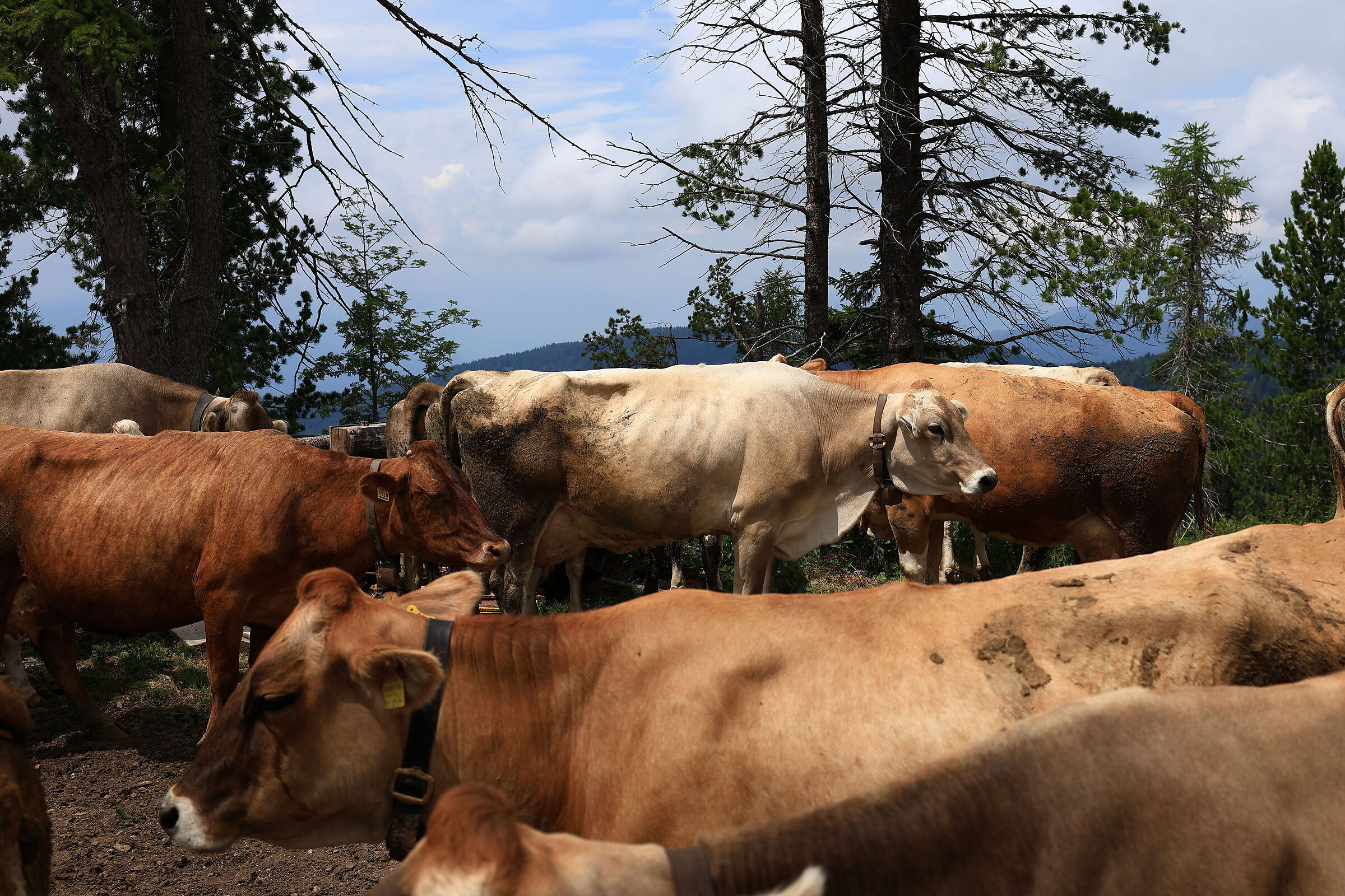 Cows at the alpine pasture