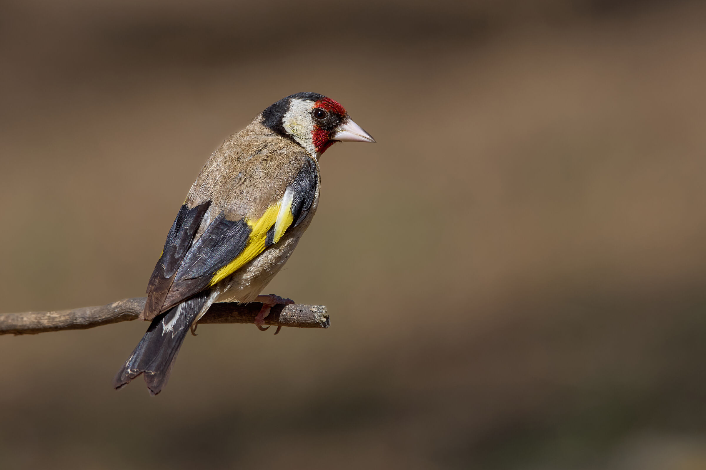 Cardellino europeo