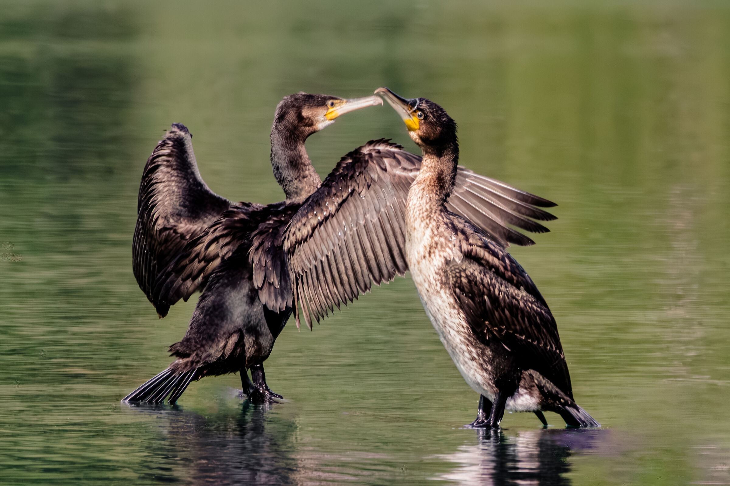 Cormorani su ramo semisommerso