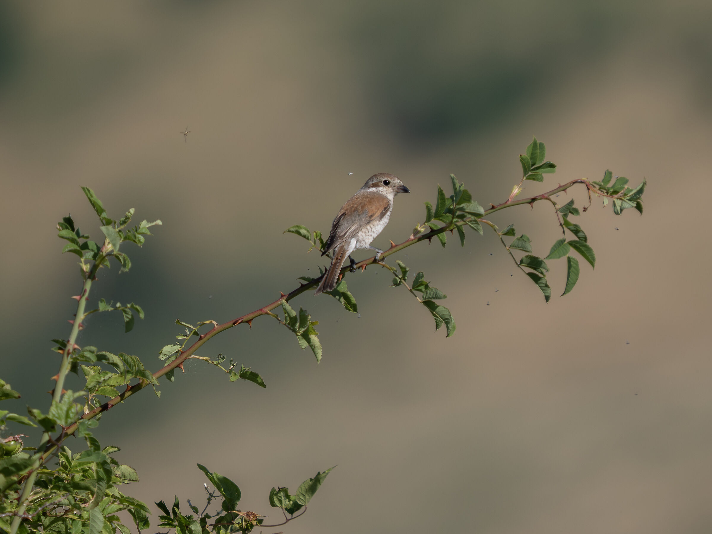Red-backed shrike