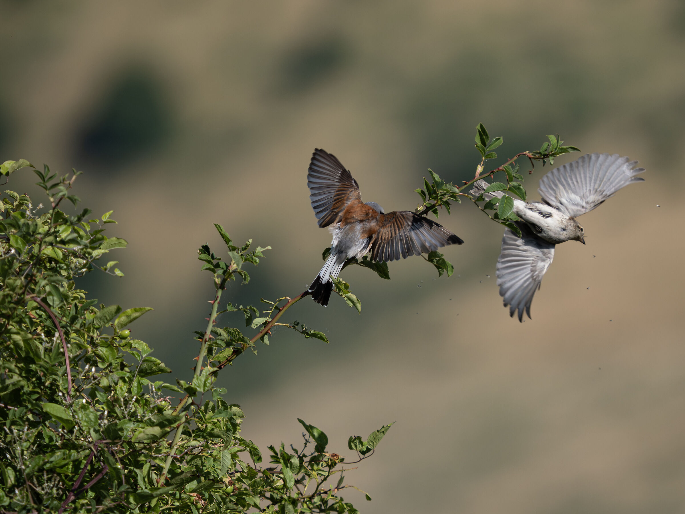 Red-backed shrike