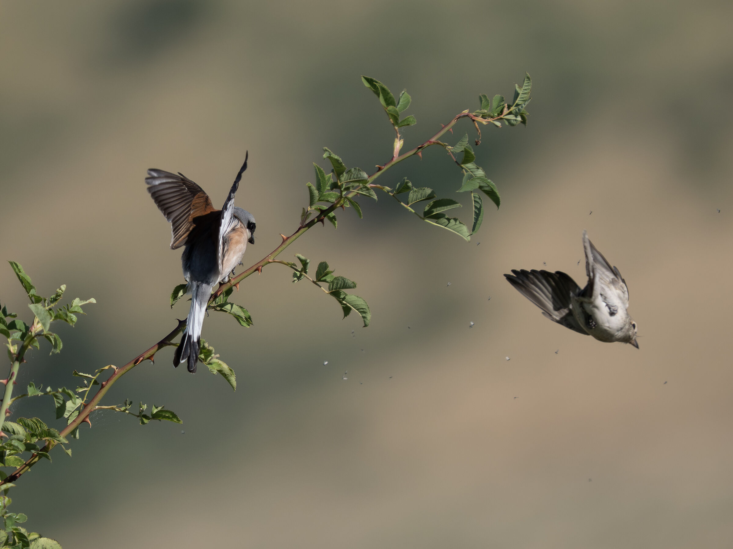 Red-backed shrike