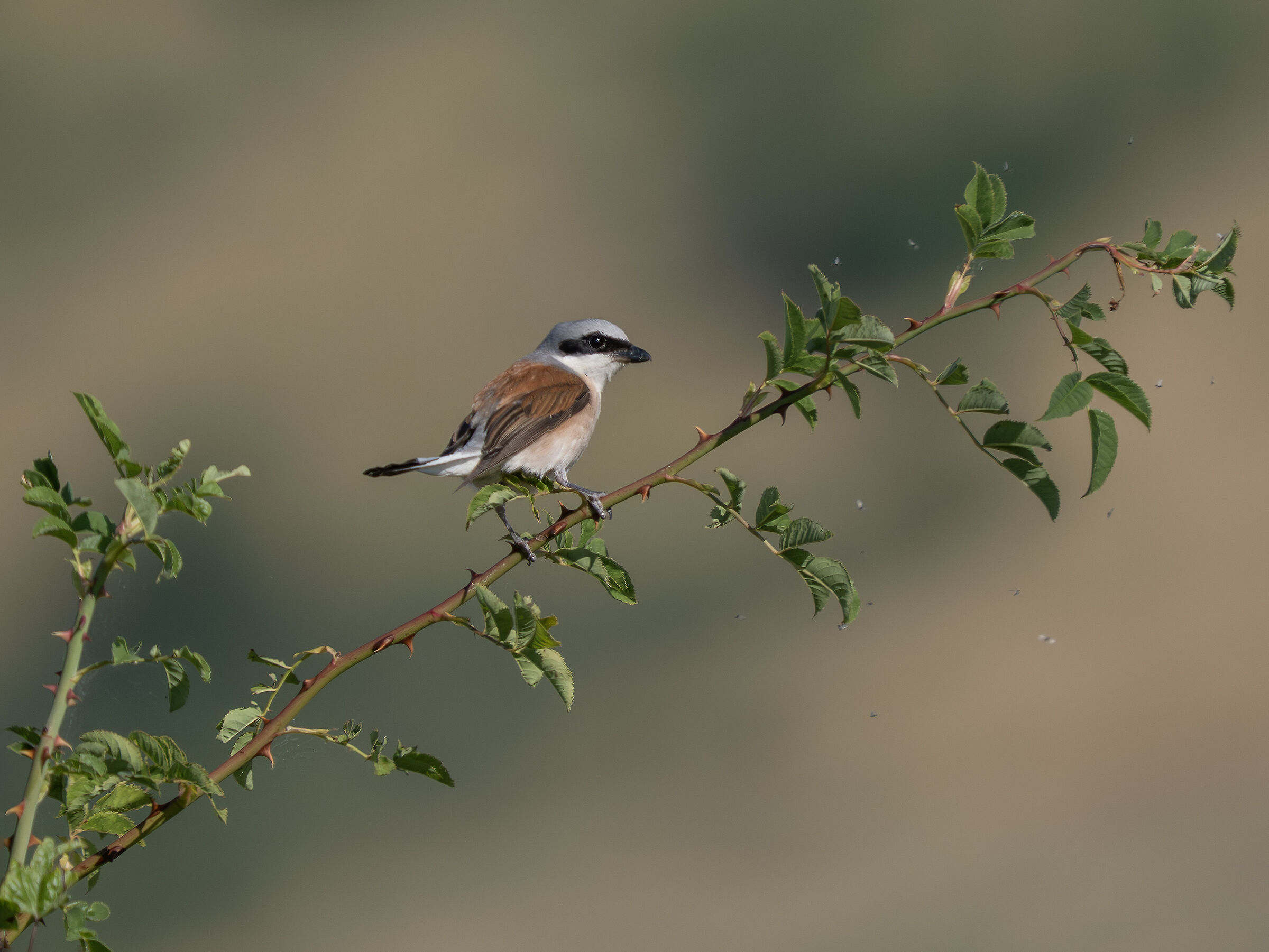 Red-backed shrike