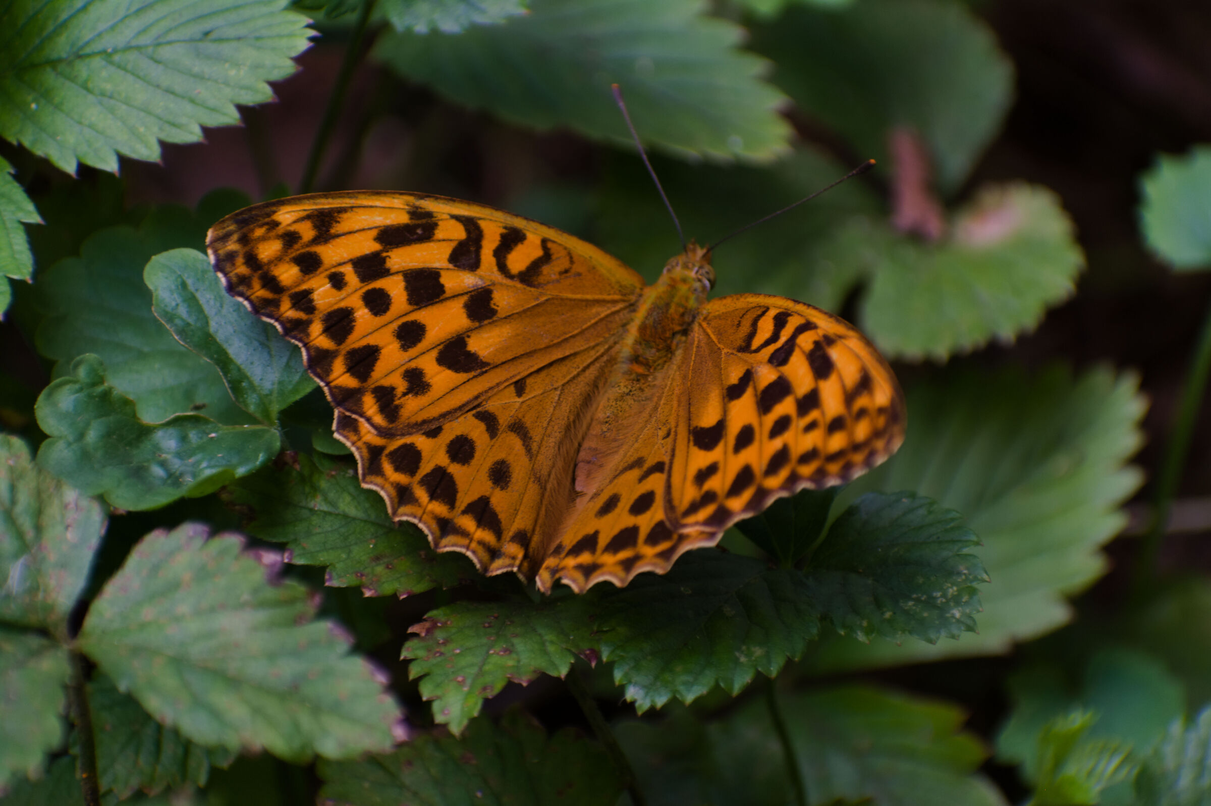 BrenthisDaphne. Retro. 13/07/25.