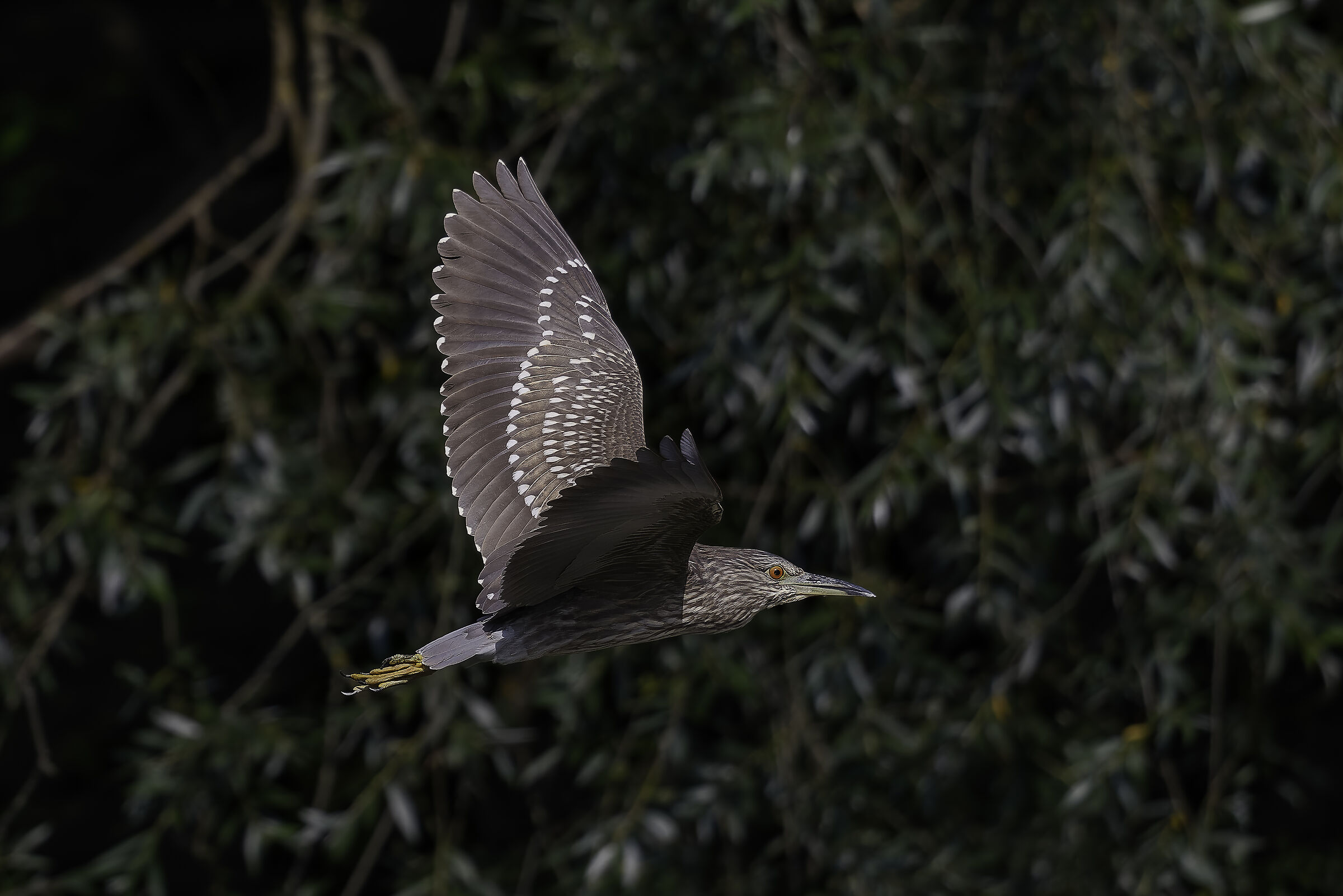 Night Heron juvenile