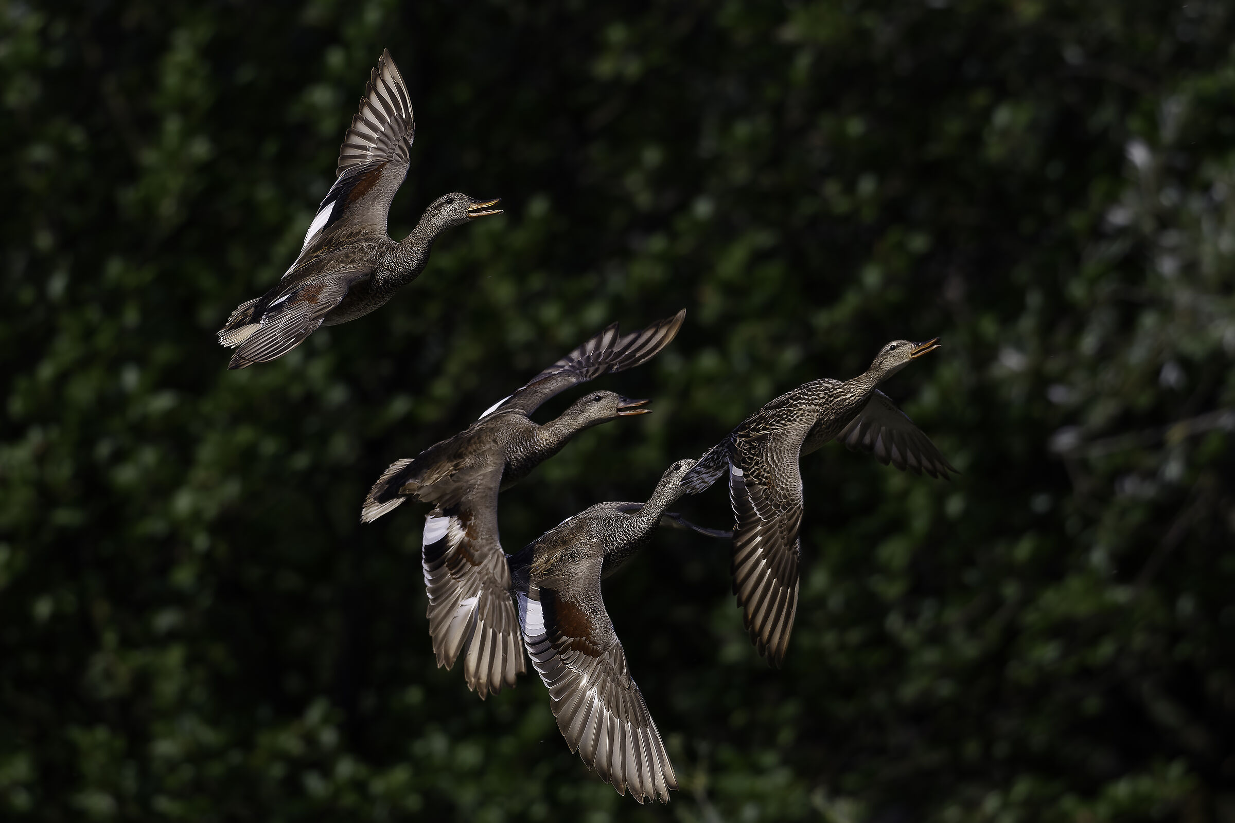 Gadwall