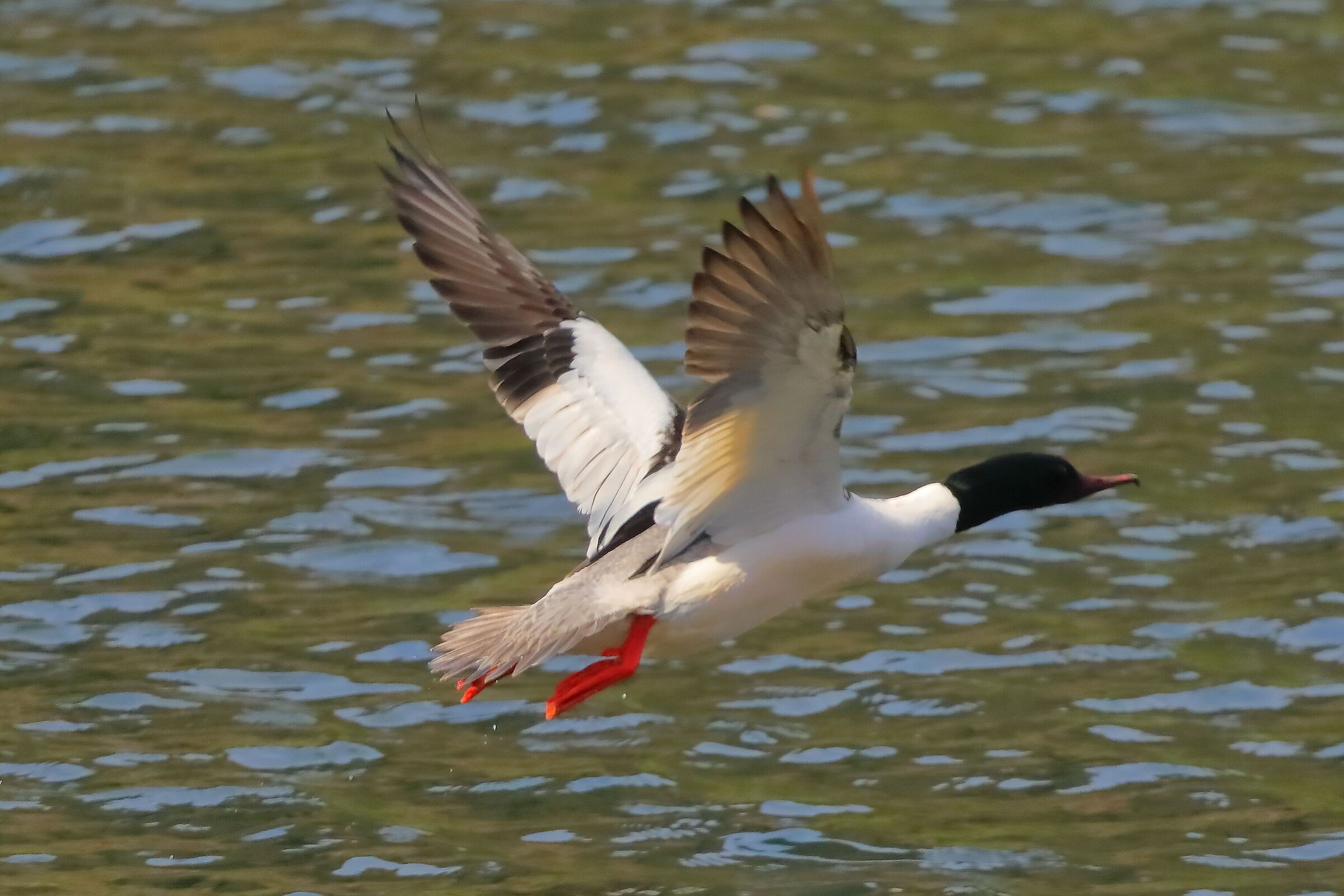 Smergo M 27 marzo 2025 - 0059