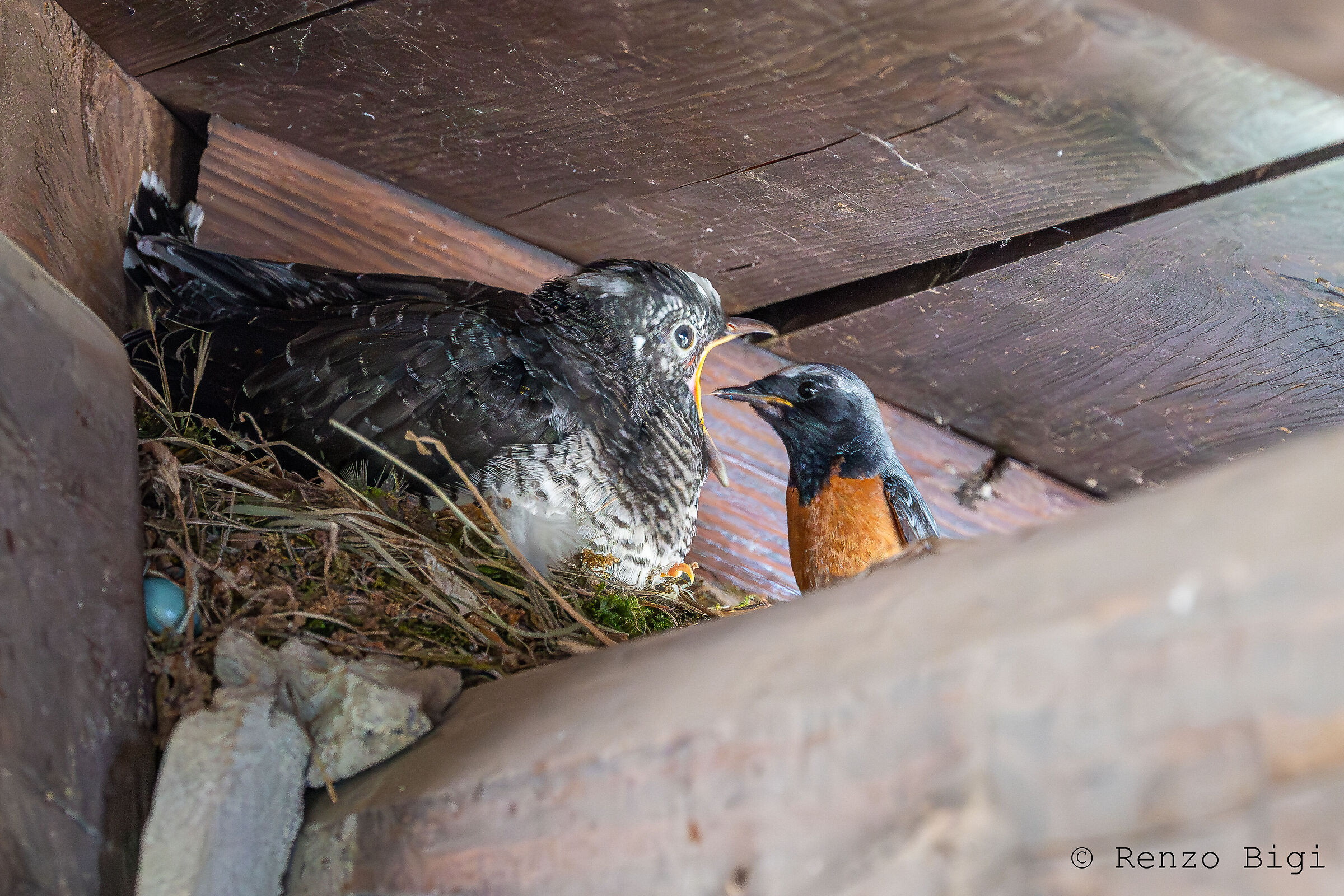 Cuculo e Codirosso comune