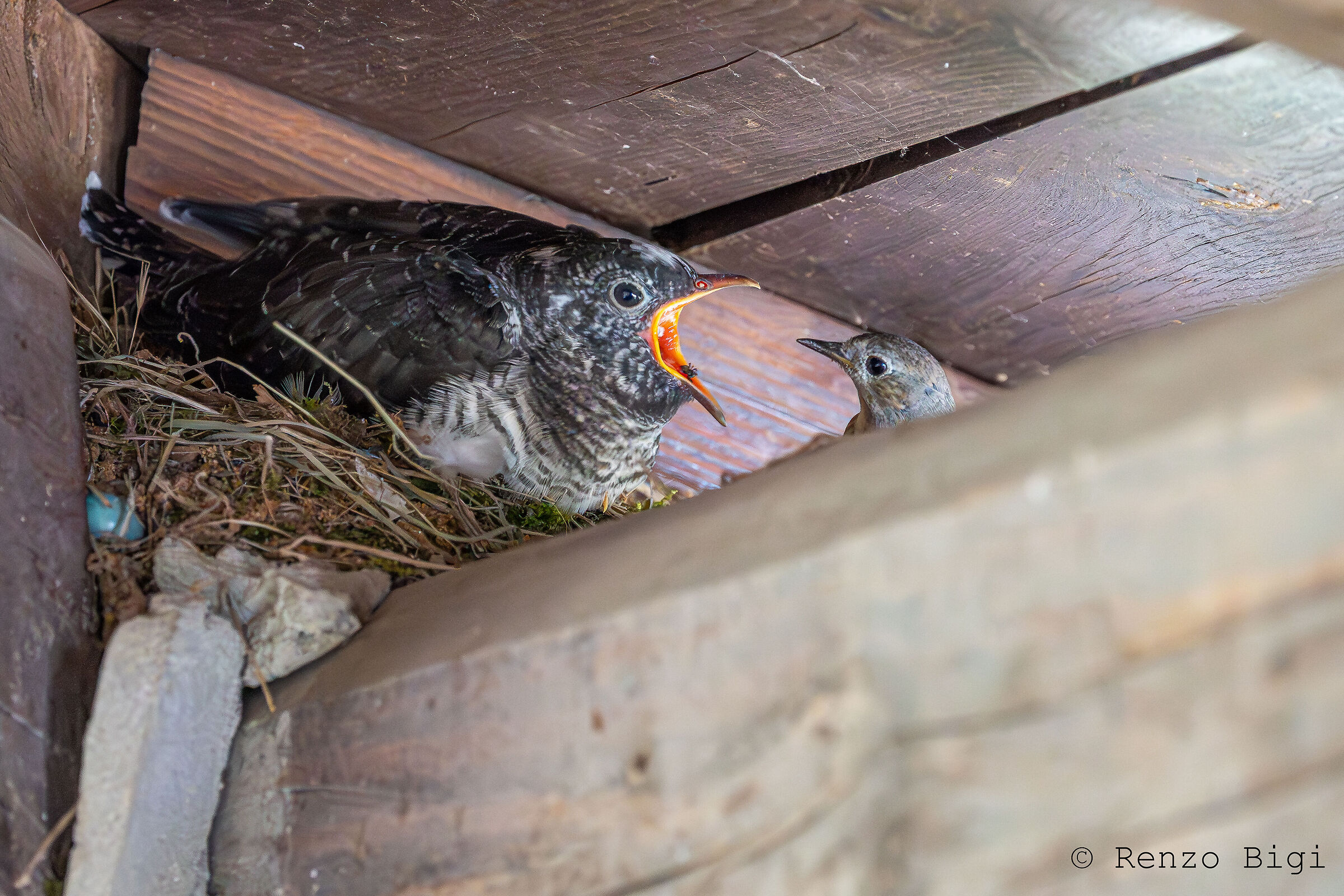 Cuculo e Codirosso comune
