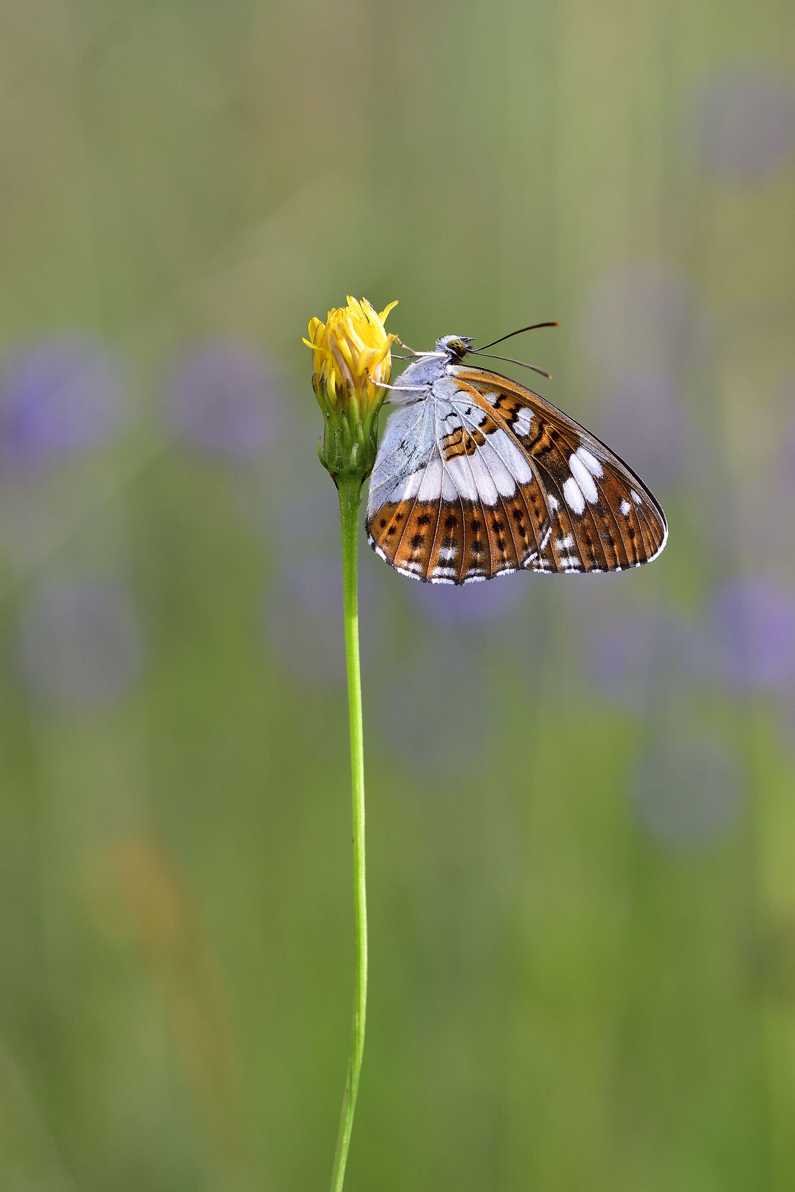 Limenitis camilla