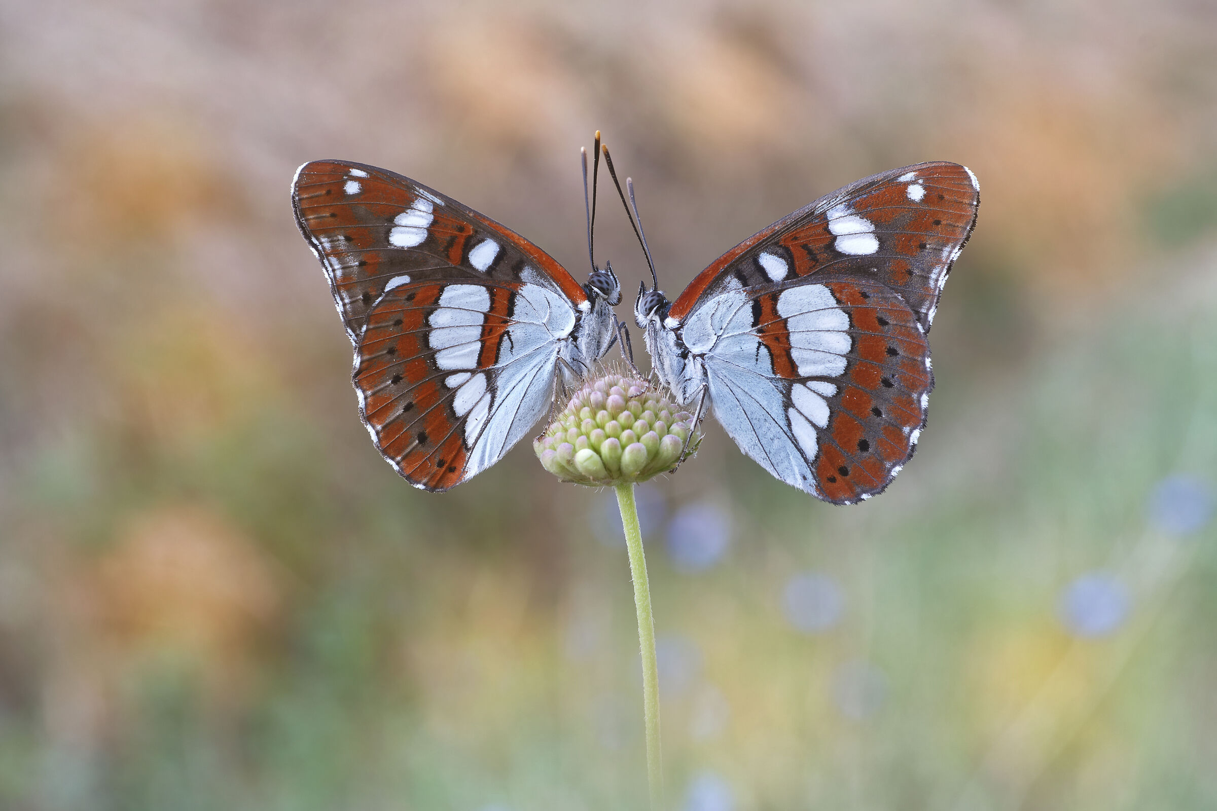 Limenitis reducta (Staudinger, 1901)
