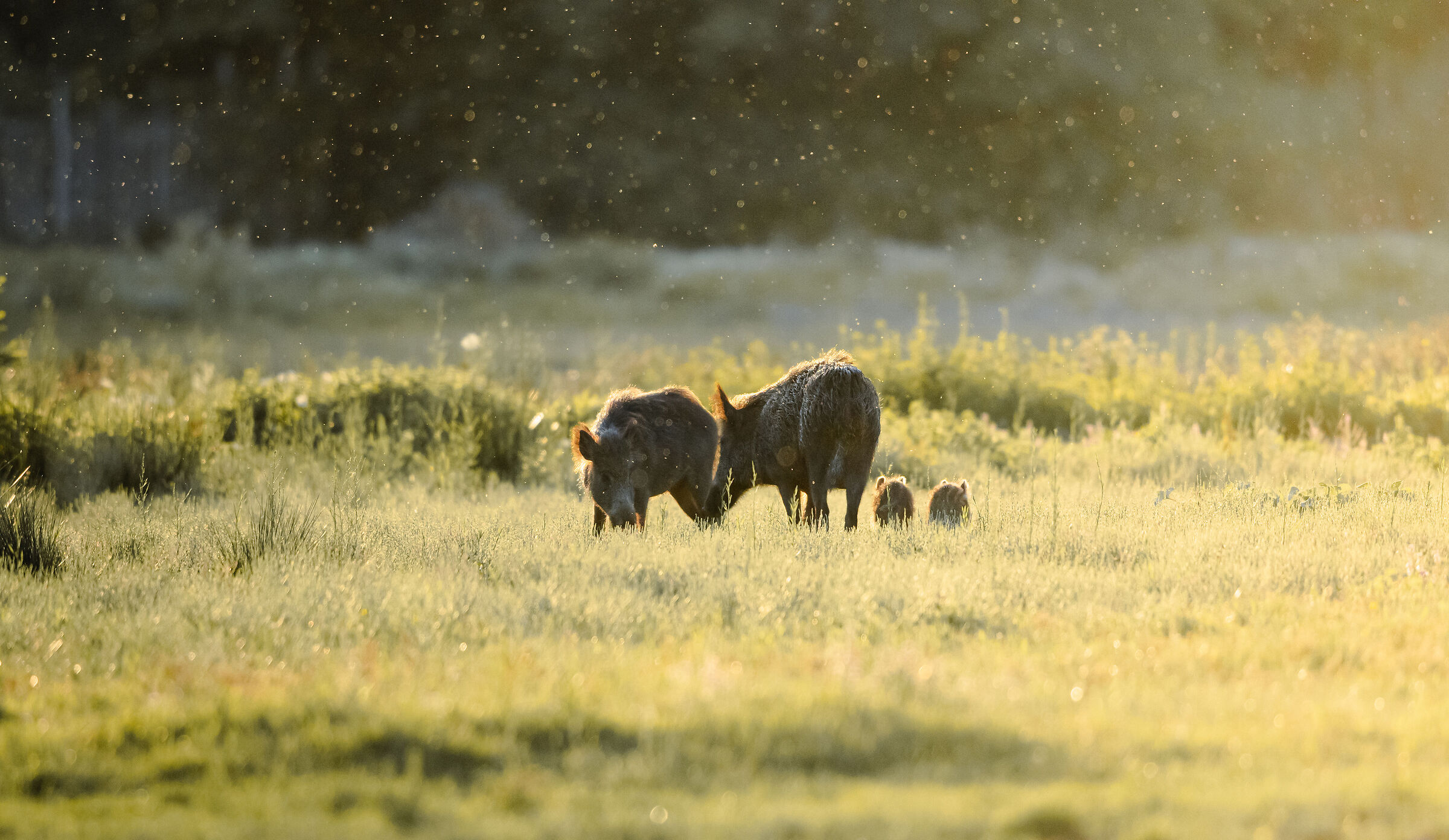 Sus scrofa