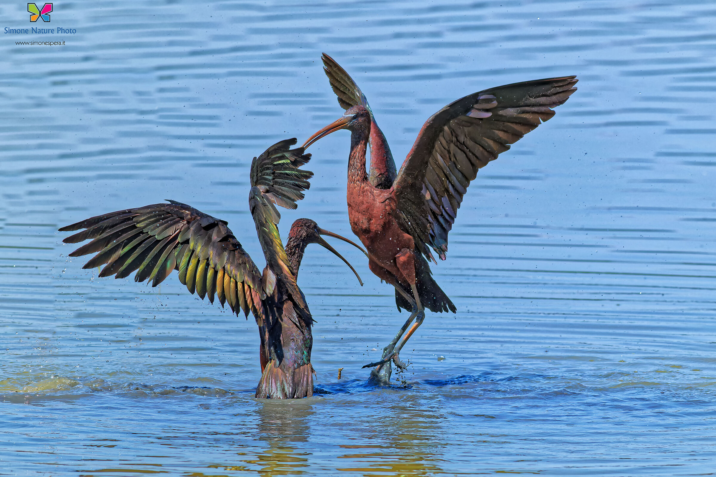Glossy ibis ²