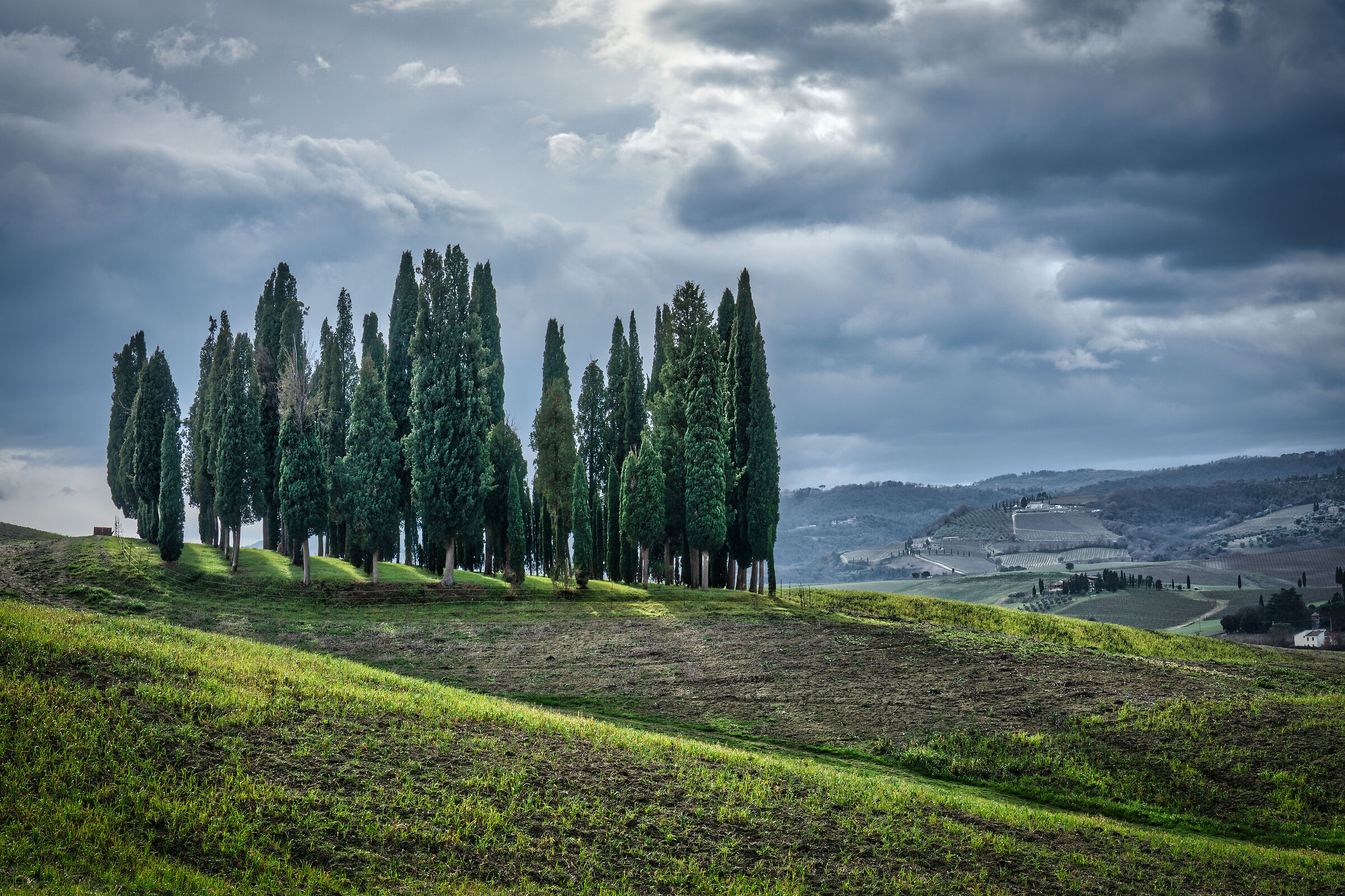 Cypresses in Val D'Orcia