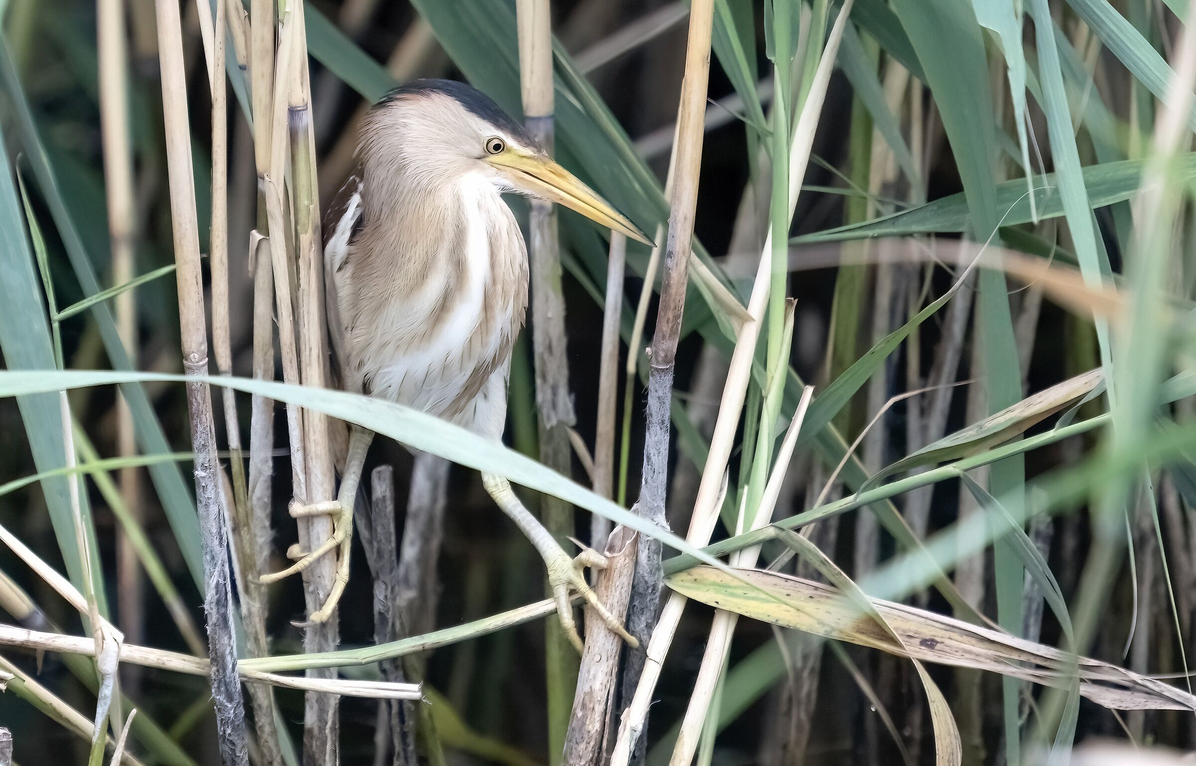 Little bittern