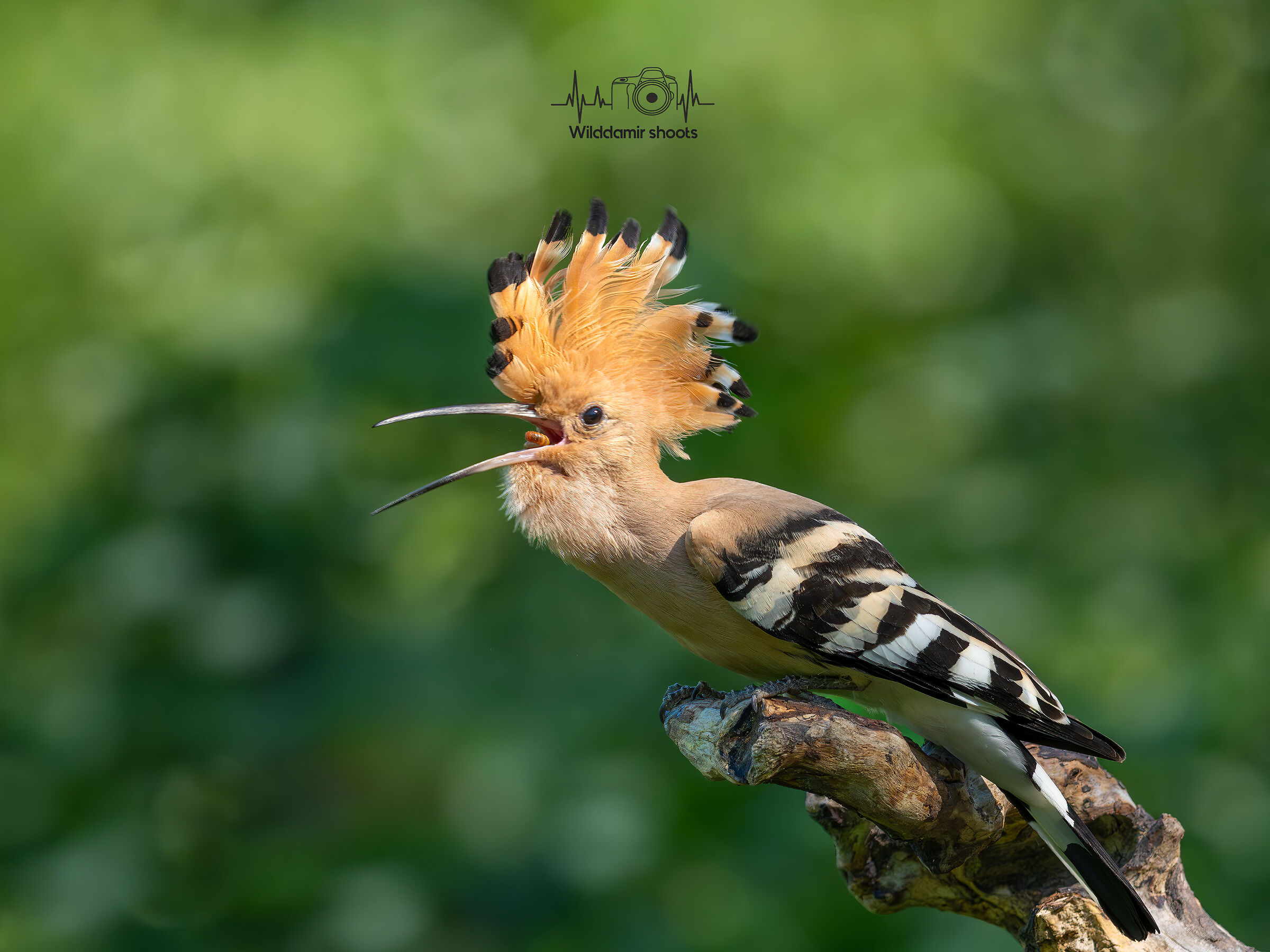 Hoopoe