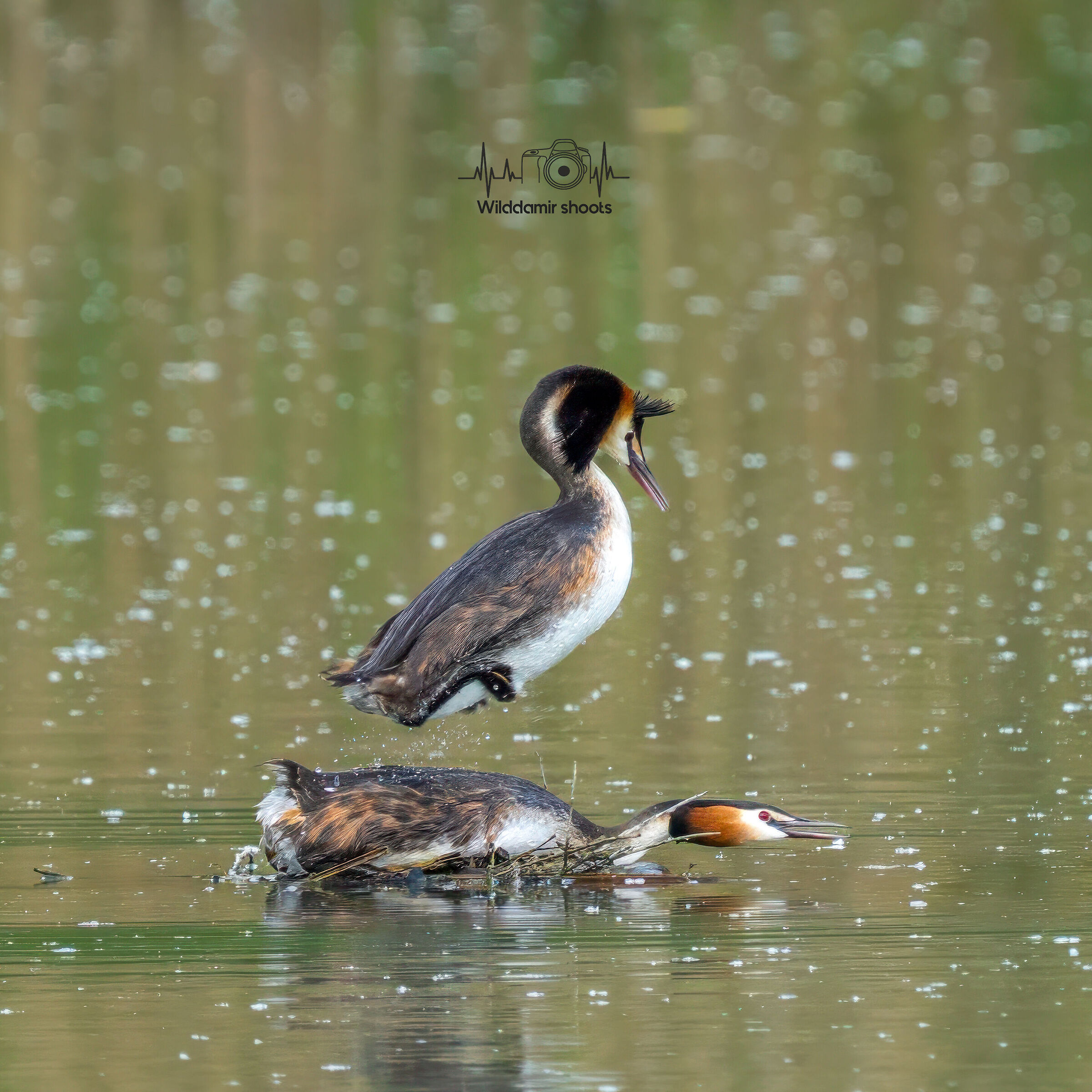Great crested grebe