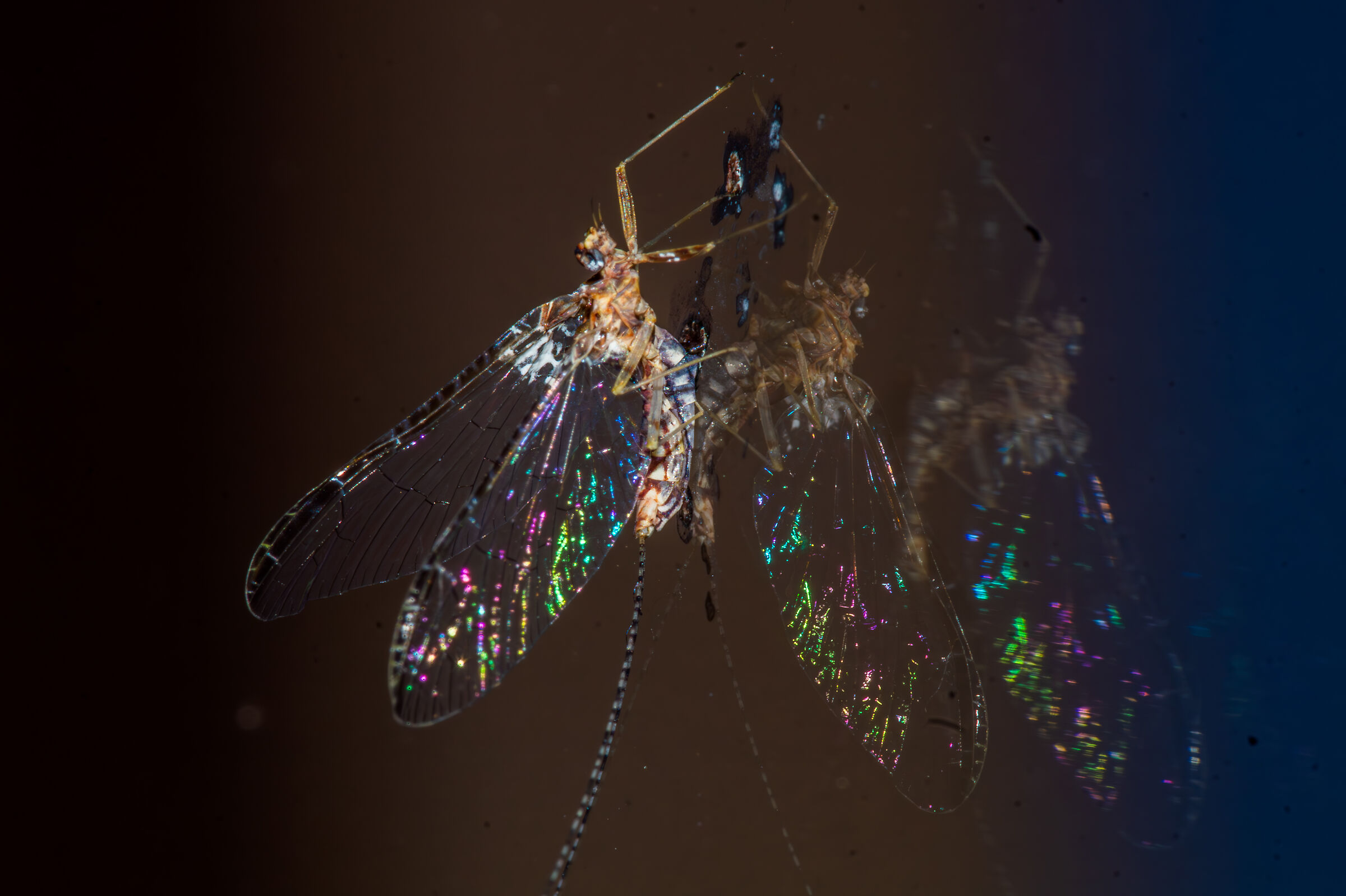 Mosquito