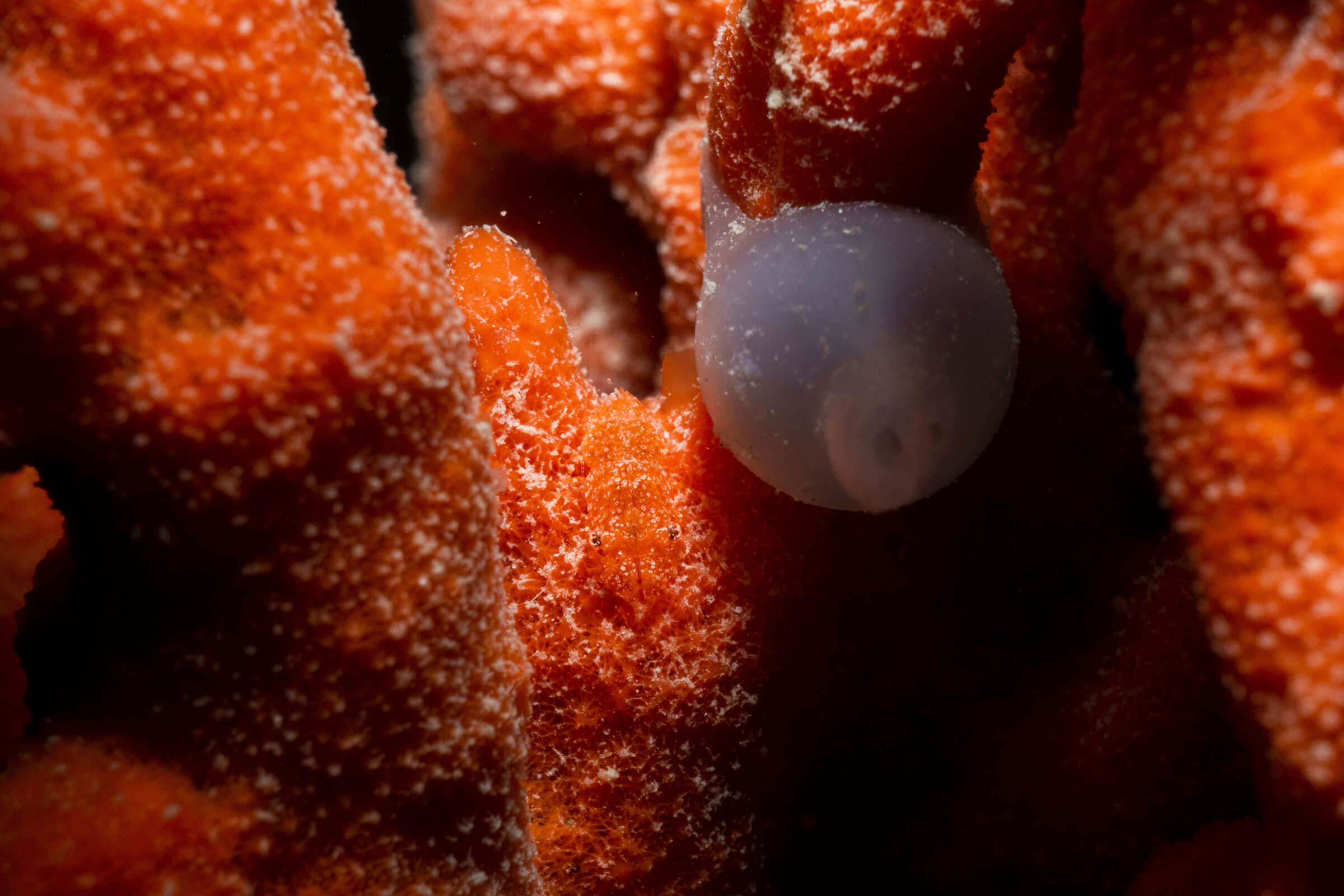 Mimetismo di gambero su axinella