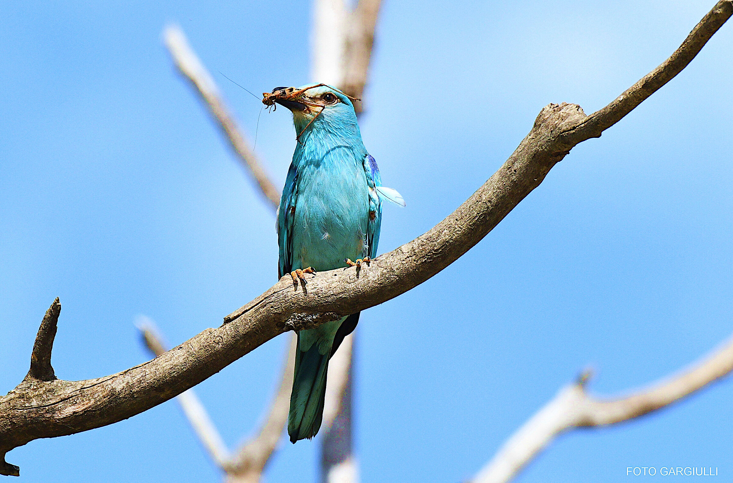 European jay with prey