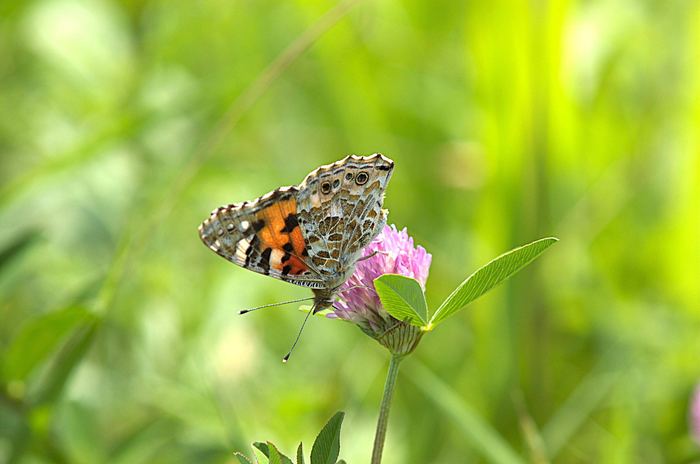 Vanessa cardui