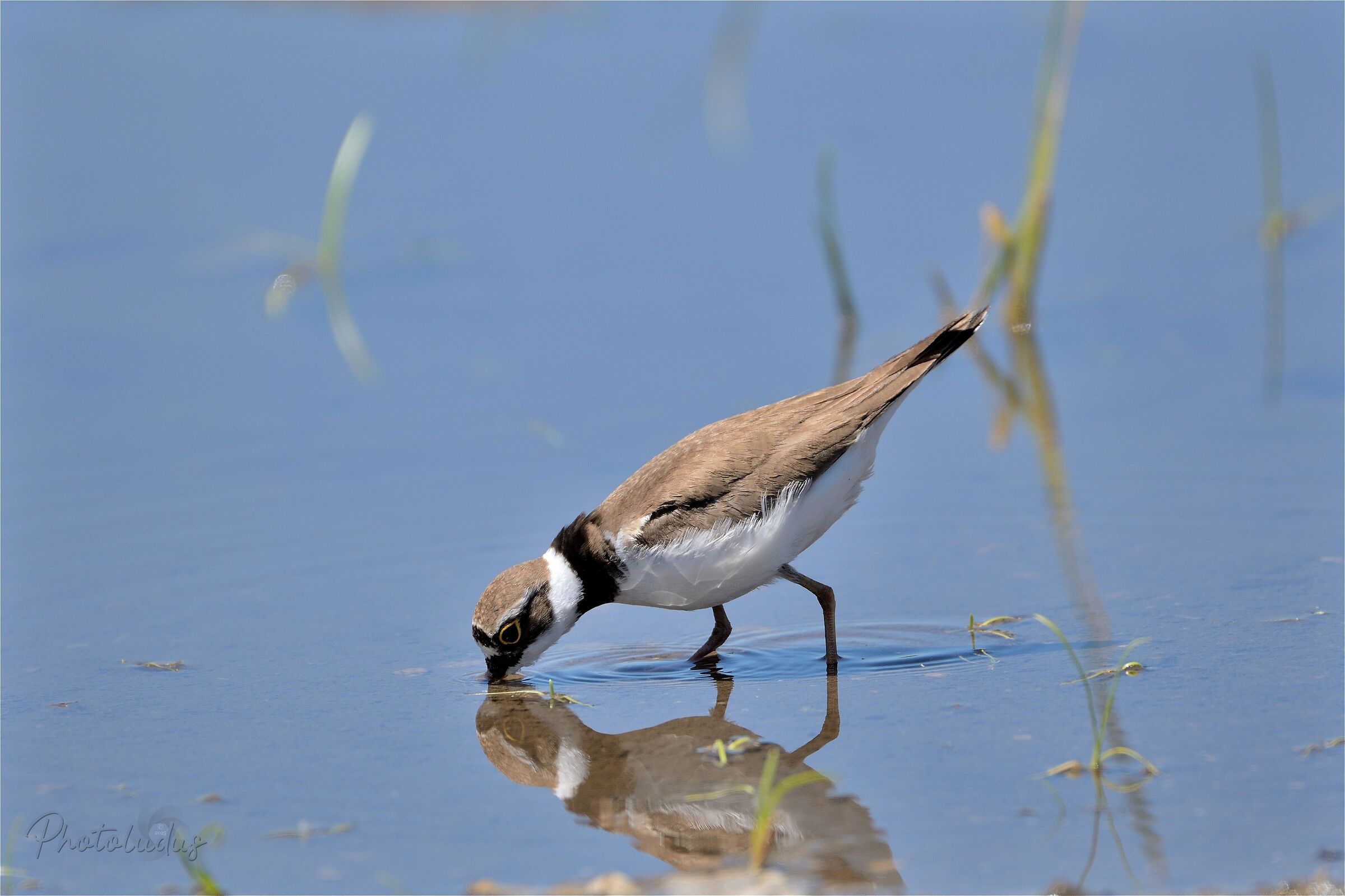 Little ringed plover