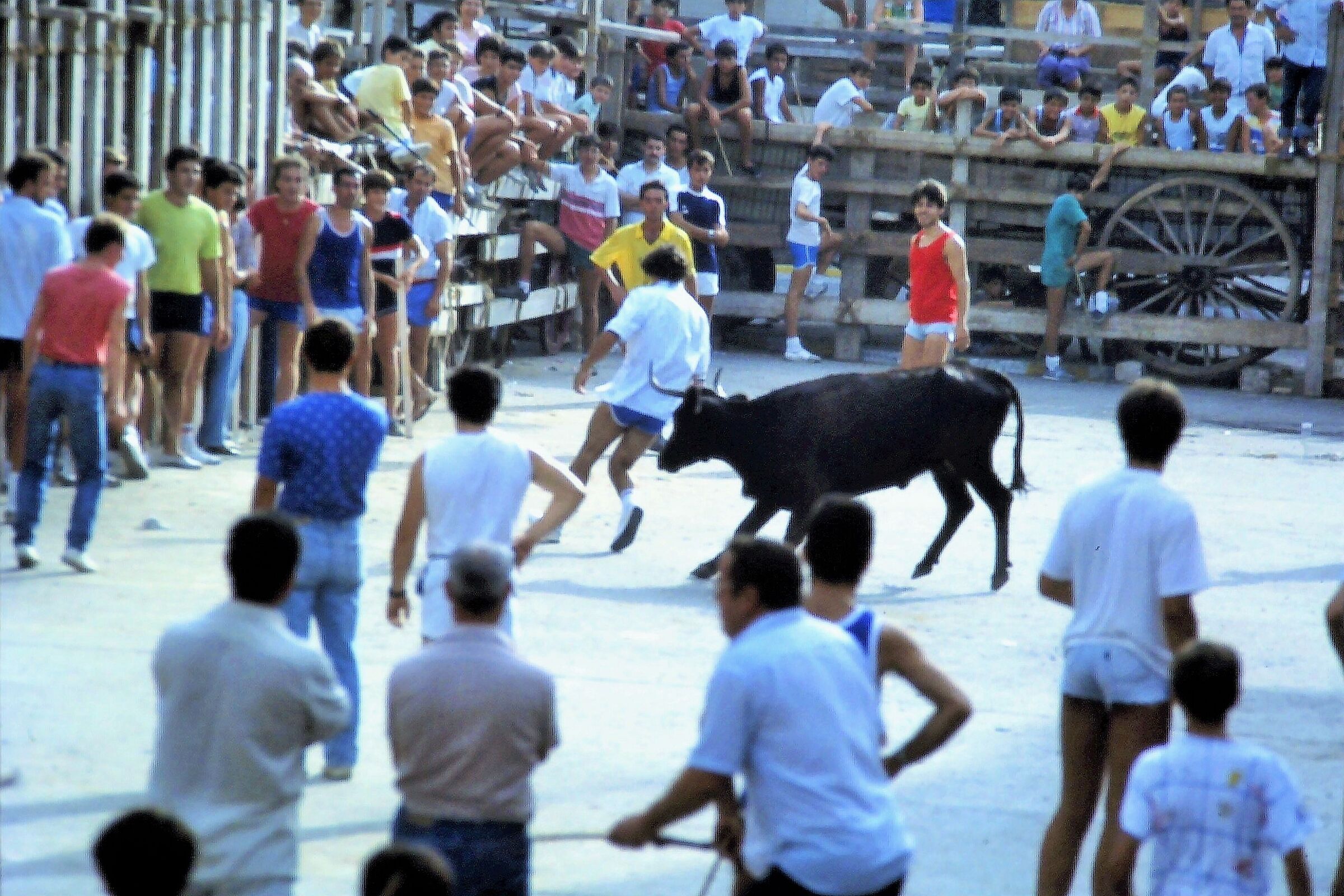 Bull games