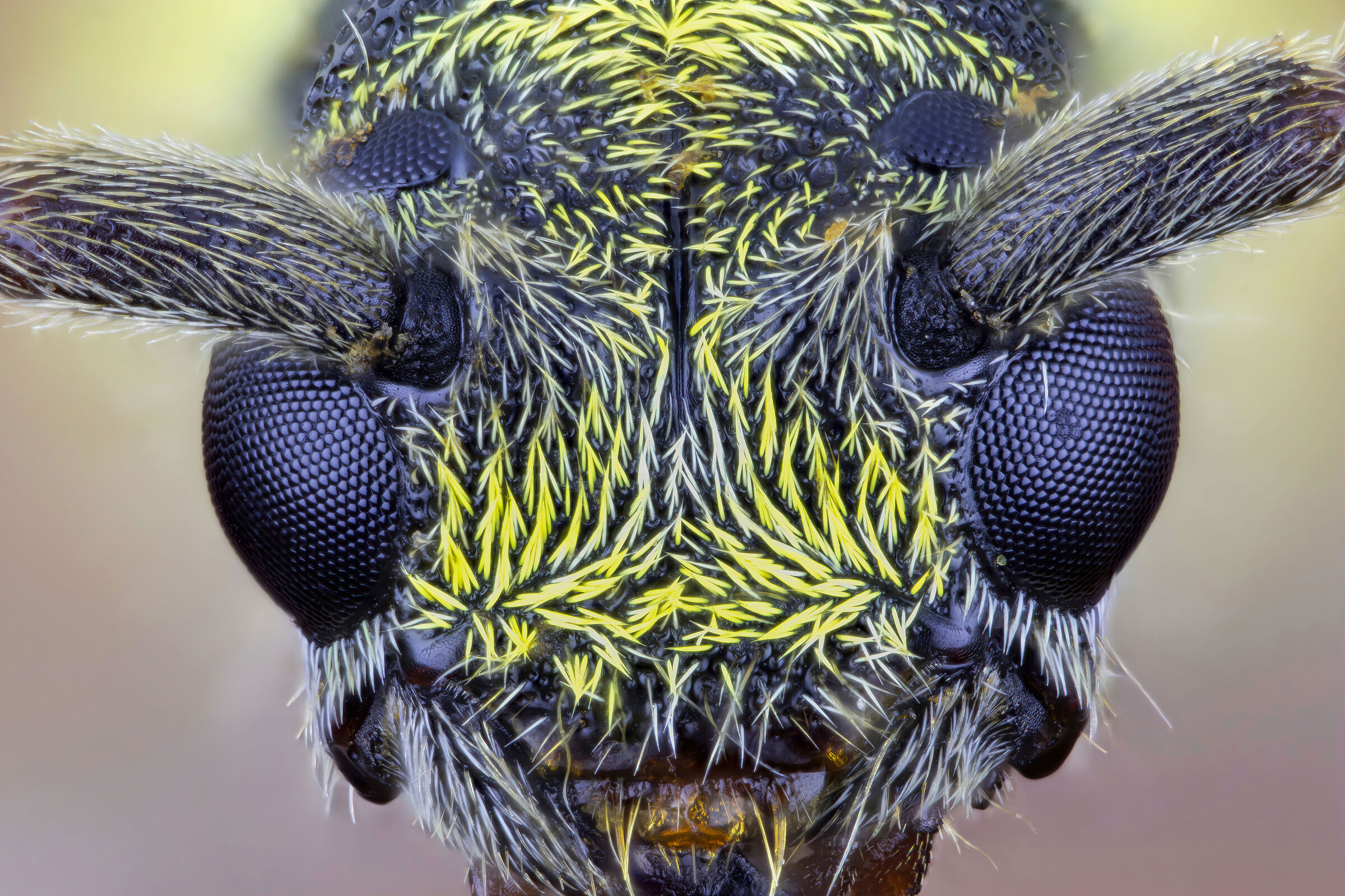 Plagionotus floralis