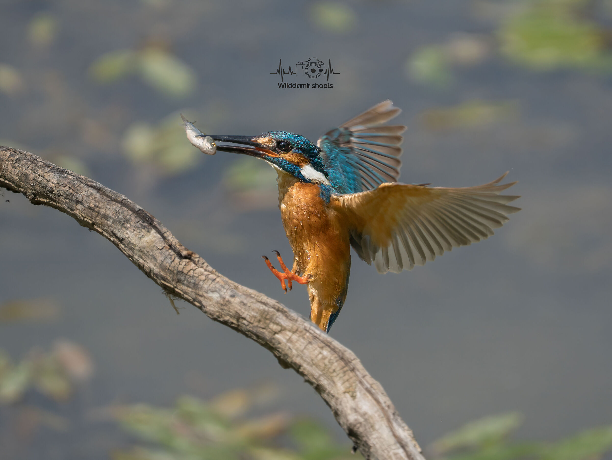 Landing with the little fish