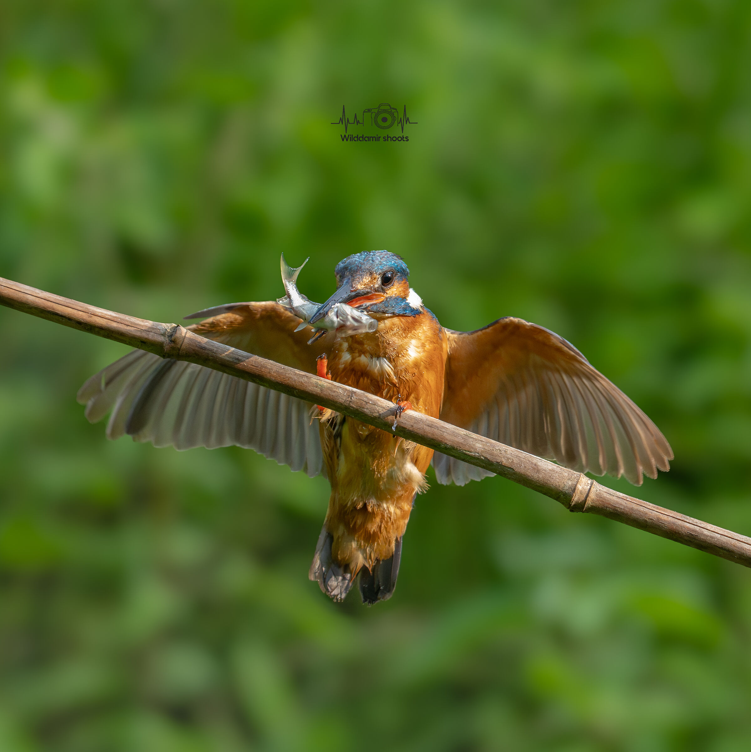 Landing with the little fish