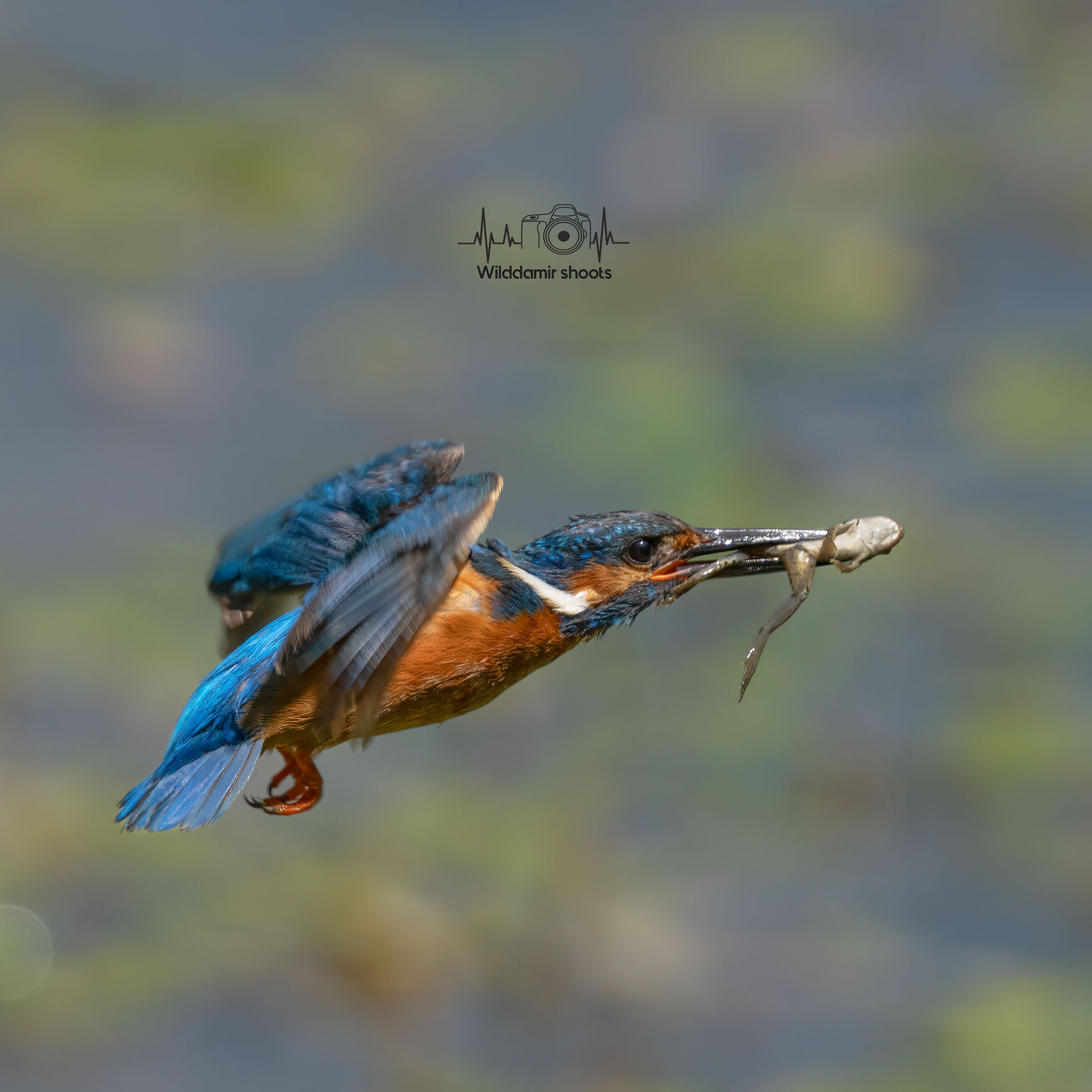 Martino with the frog