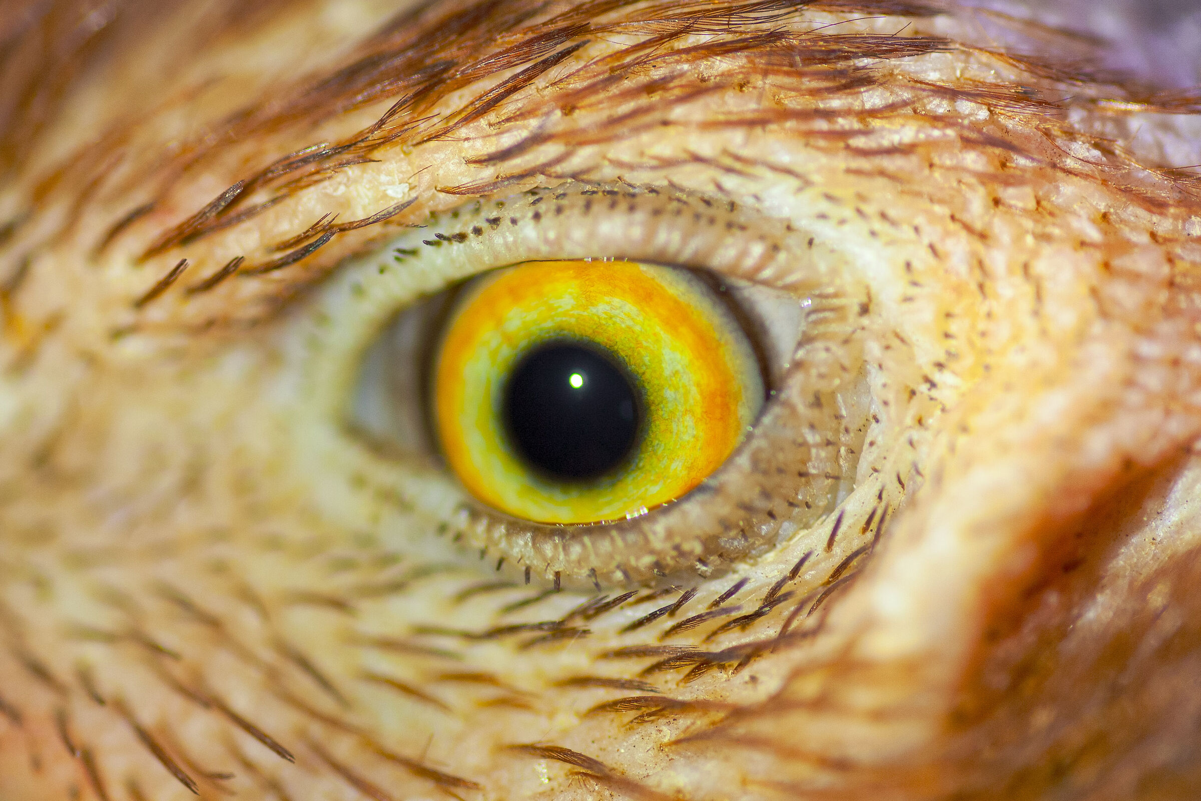 Occhio di pollo