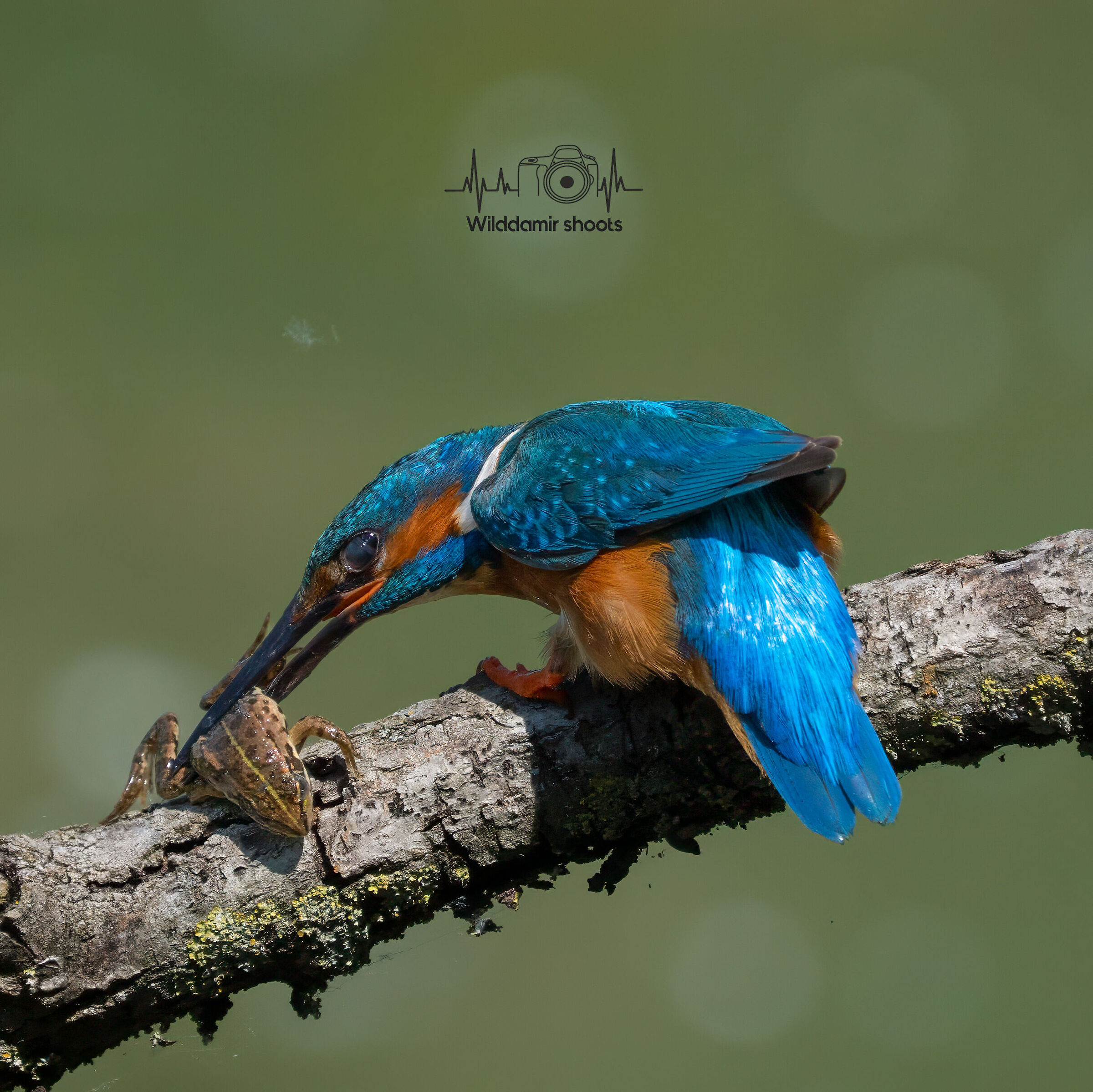 Preparation of lunch