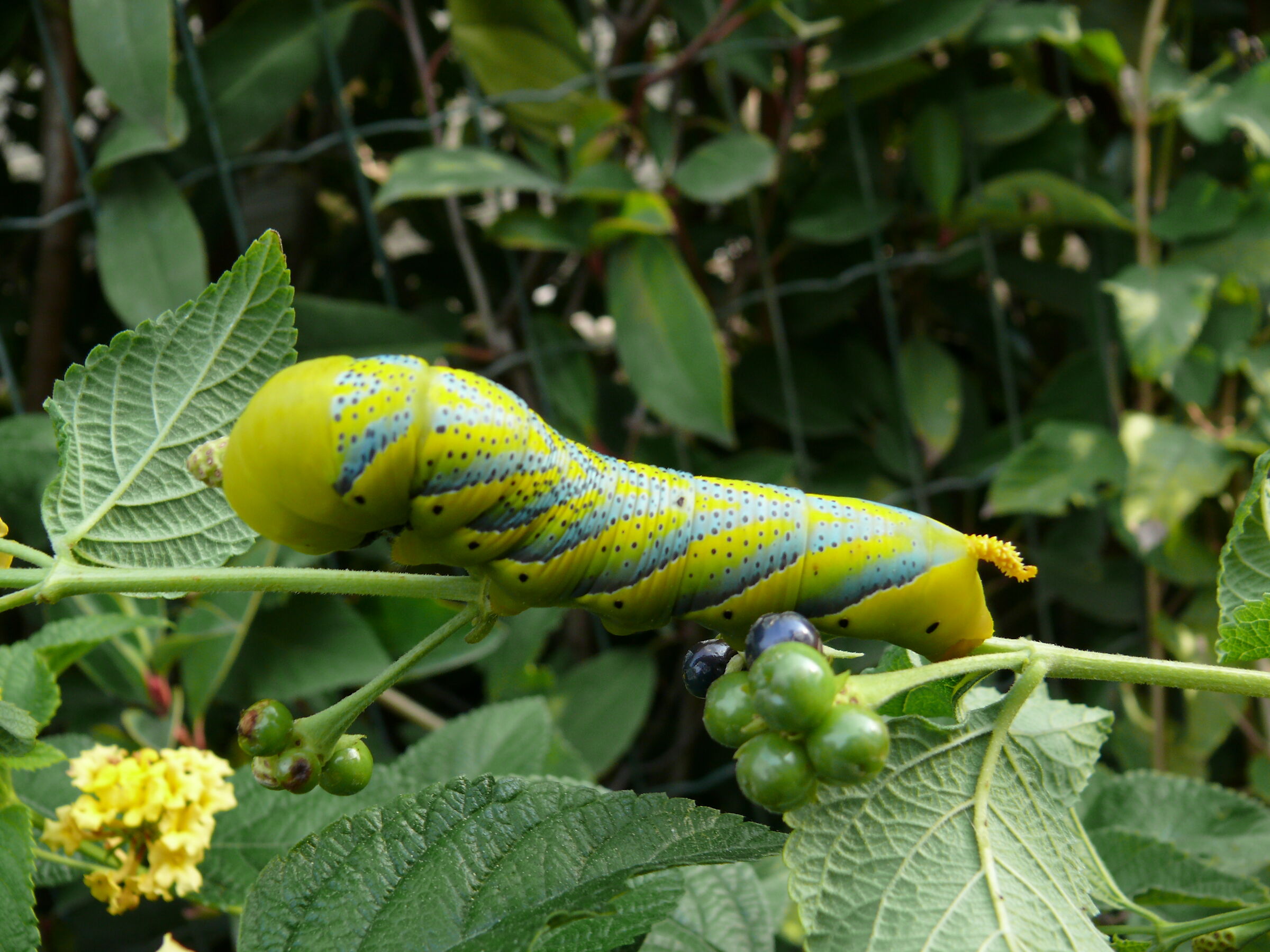 Caterpillar