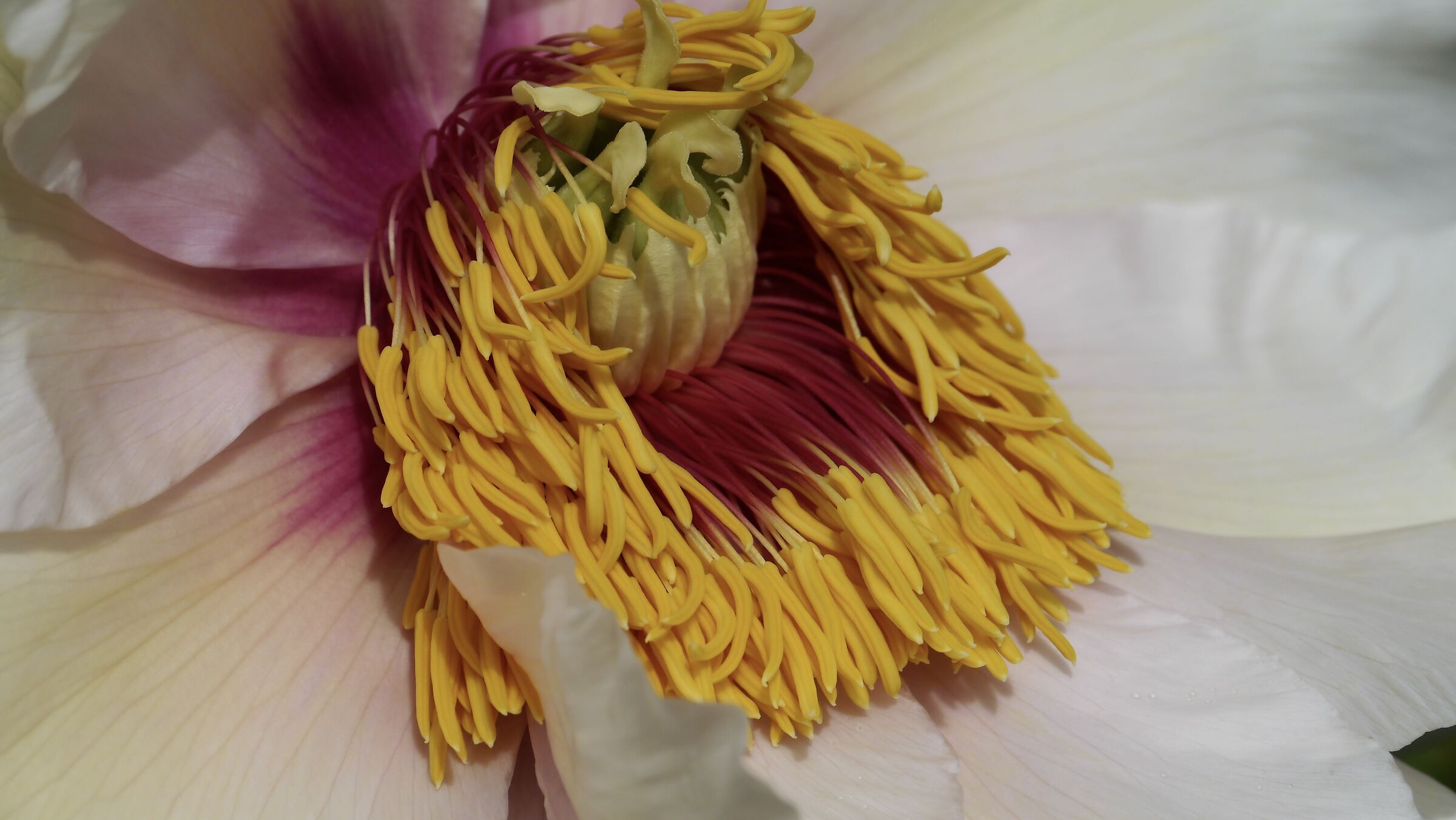Peony